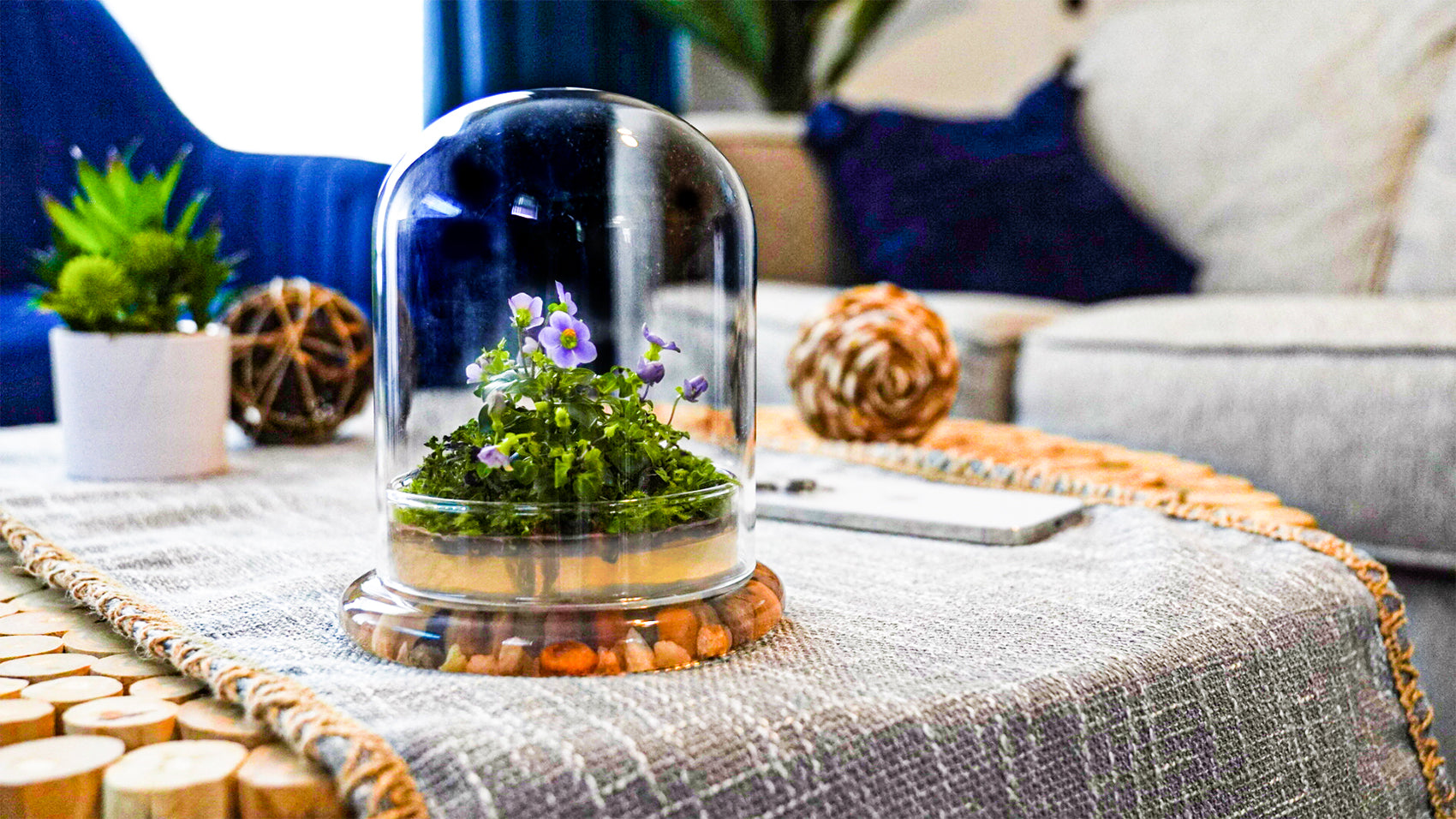 Bloomify Persian Violet lived in Terrarium Jar, real plants, a small oasis of greenery in the city, easy to grow and requiring minimal care, is a source of happiness in the home - Orchid Gene