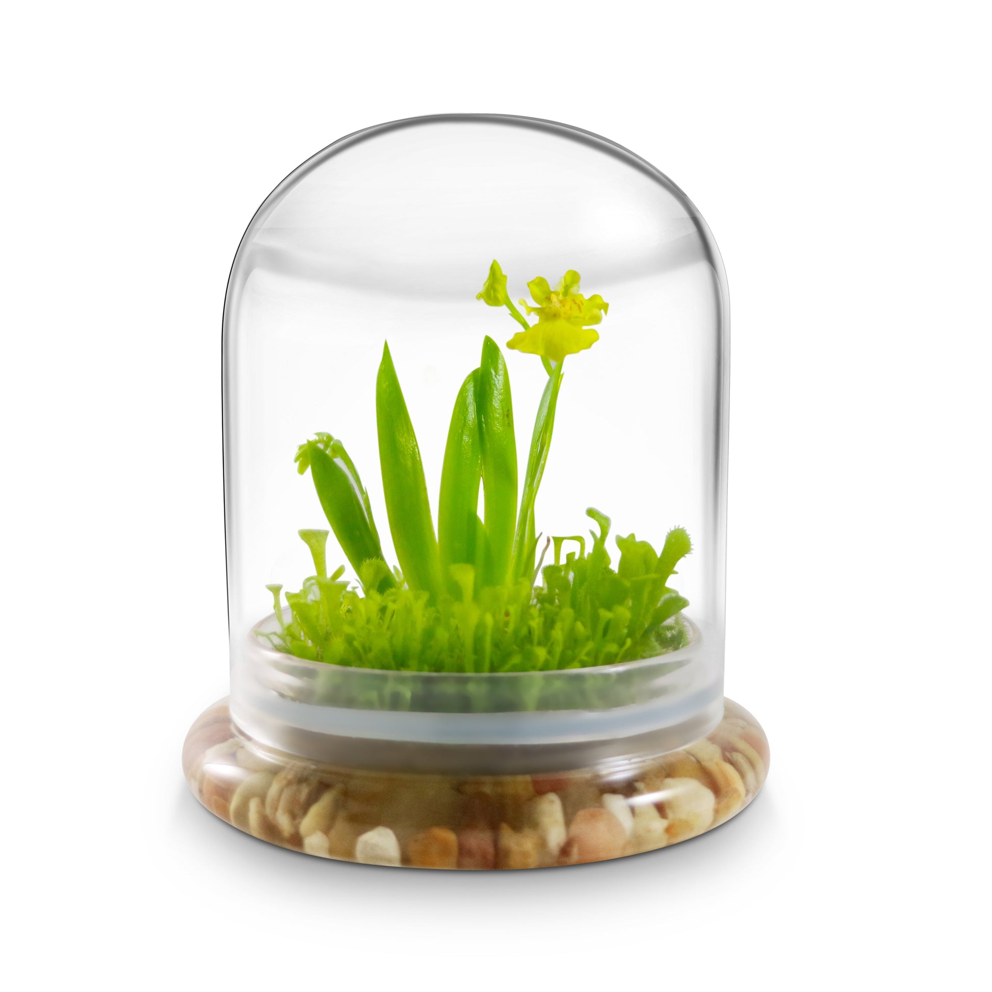 Everlasting Orchid Terrarium with Sundew Moss - Psygmorchis Pusilla – Self growing, Maintenance free, Unique Gift. - Orchid Gene