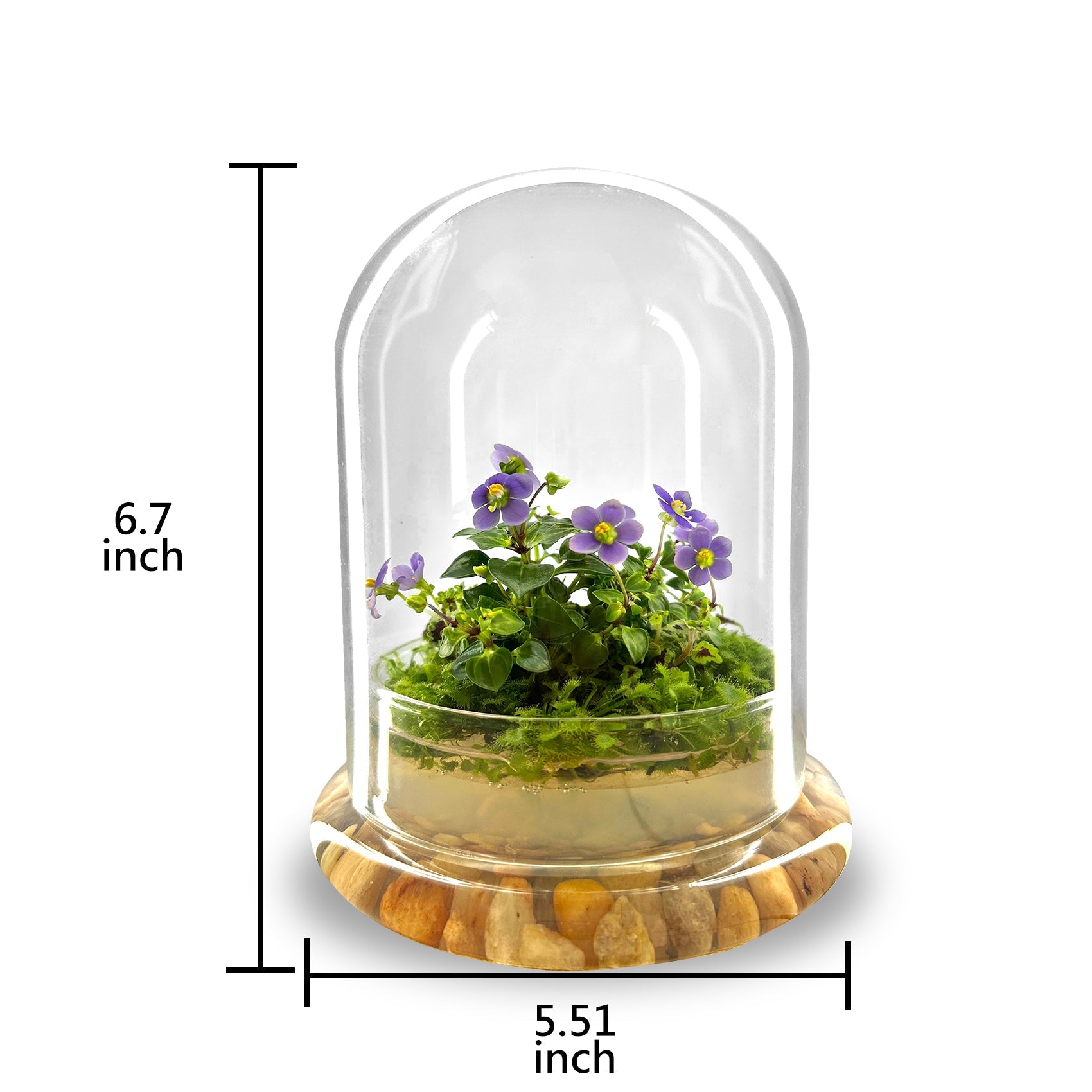 Bloomify Persian Violet lived in Terrarium Jar, real plants, a small oasis of greenery in the city, easy to grow and requiring minimal care, is a source of happiness in the home - Orchid Gene