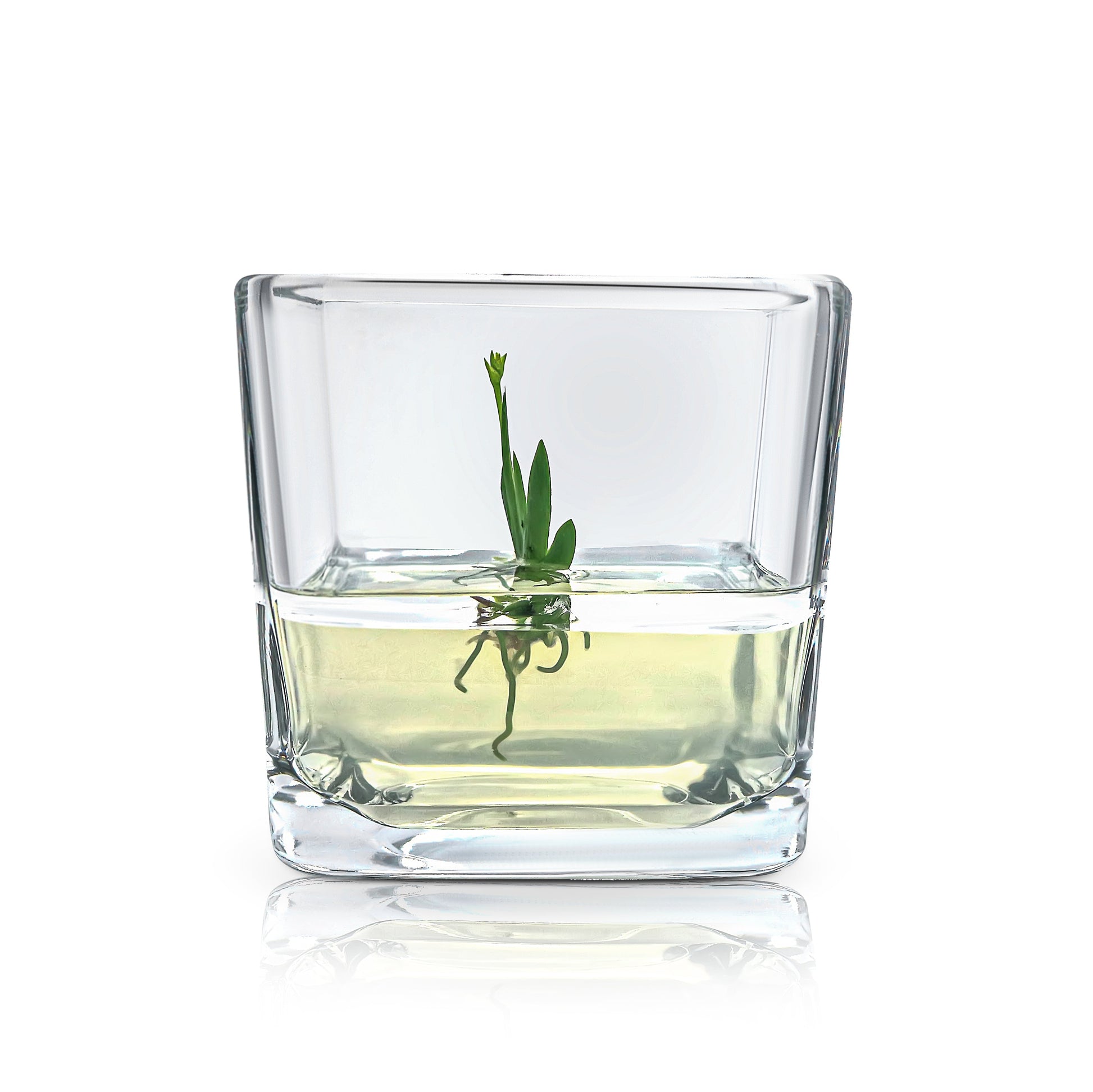Orchid Bonsai, Psygmorchis Pusilla, Open Pot Design, Beautiful Glass Votive - Orchid Gene
