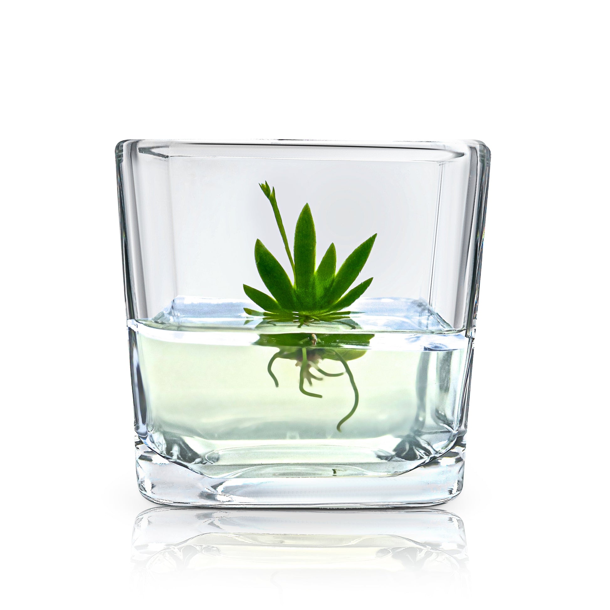 Orchid Bonsai, Psygmorchis Pusilla, Open Pot Design, Beautiful Glass Votive - Orchid Gene