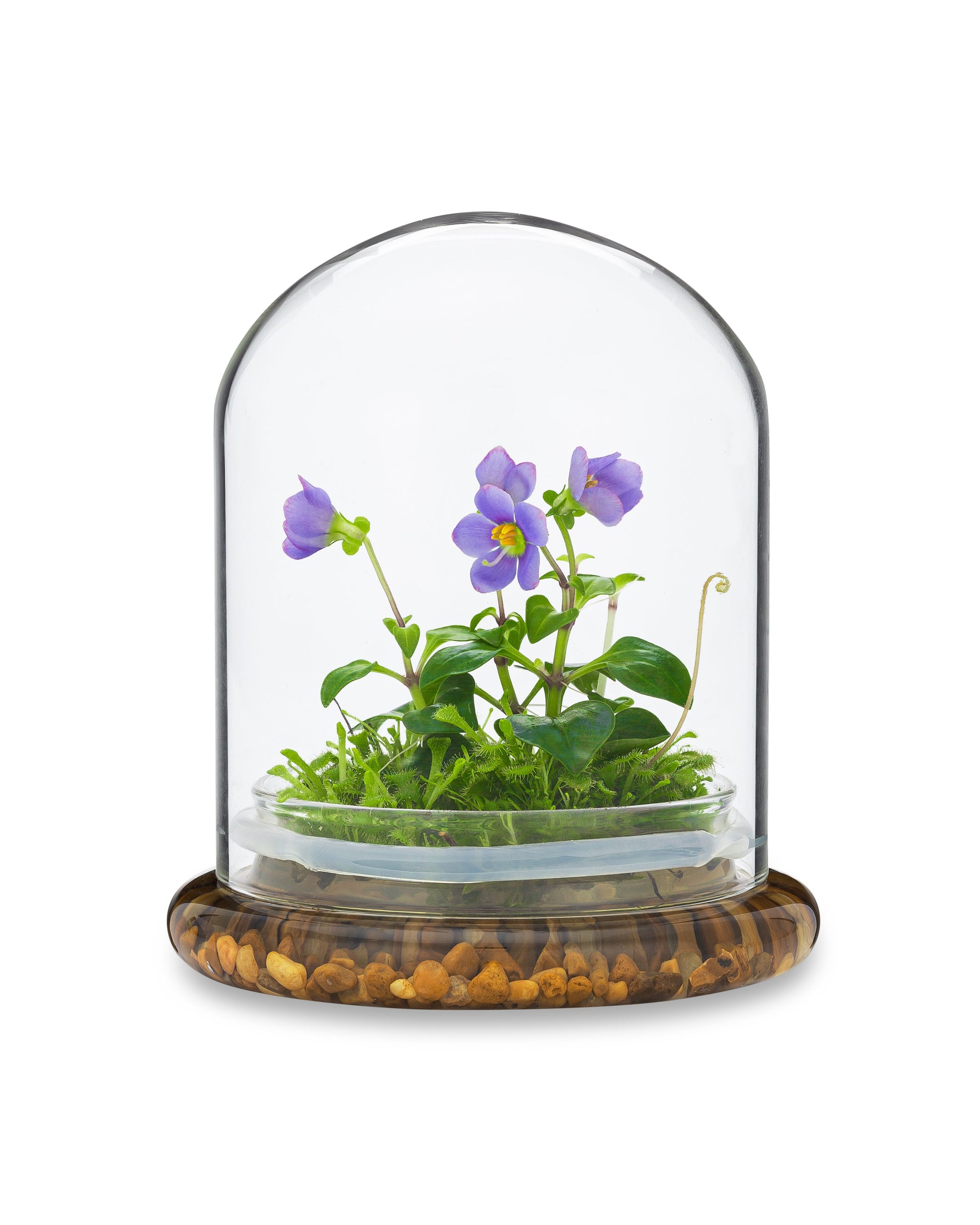 Persian Violet (Exacum Affine) with Sundew Moss, All Season Flowering, Dome Glass - Orchid Gene