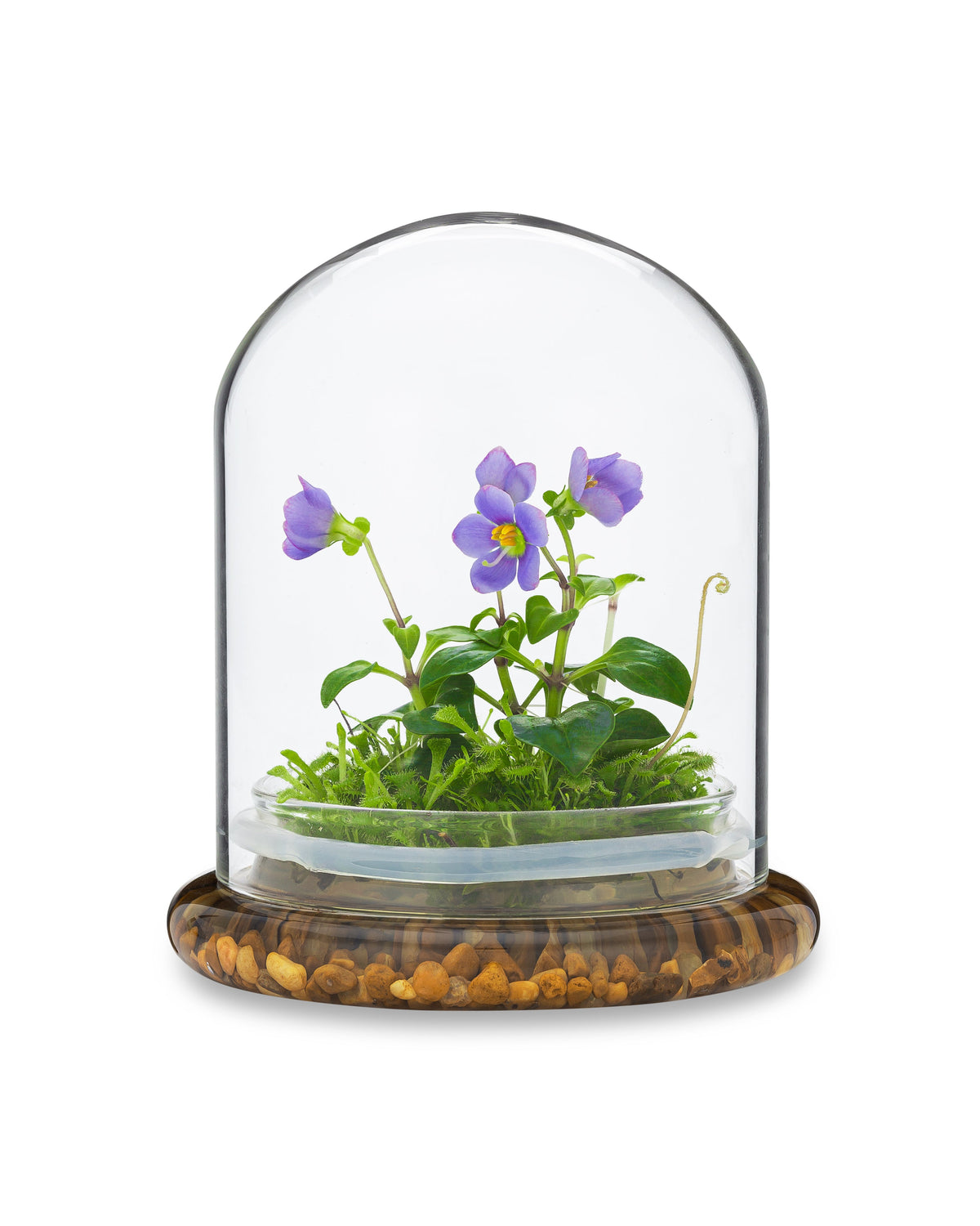 Persian Violet (Exacum Affine) with Sundew Moss, All Season Flowering, Dome Glass - Orchid Gene