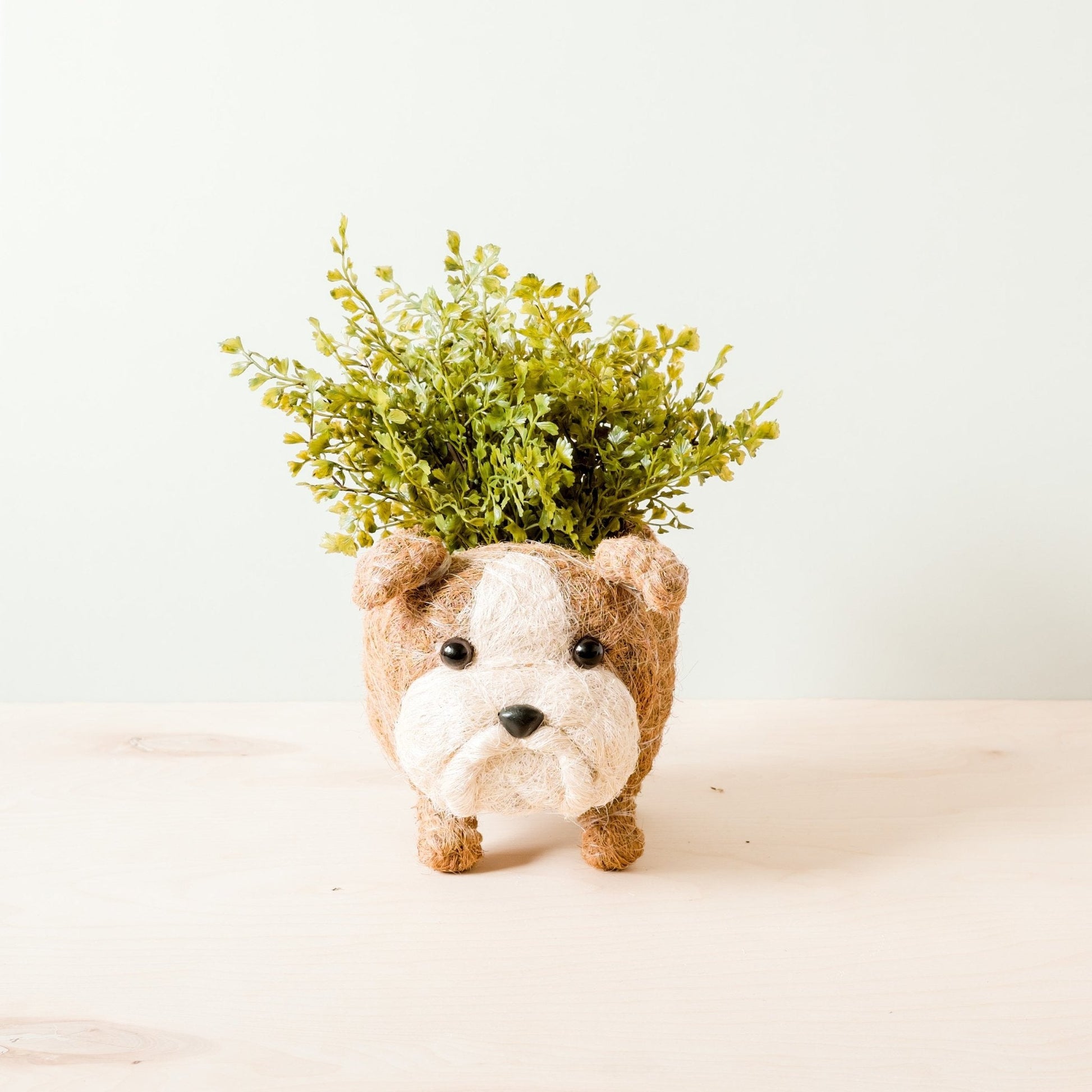 Planters - English Bulldog Planter - Coco Coir Pots | LIKHÂ - LIKHÂ