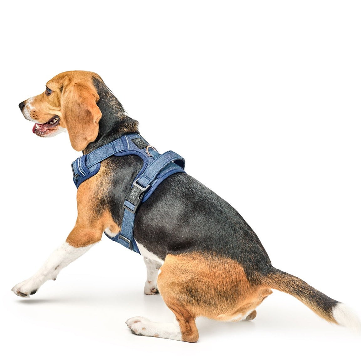 designer dog leashes and collars, designer dog collar and leash, pet accessories designer, fancy harness for dogs, luxury dog harness, fancy dog stuff, pet accessories designer, stylish dog leash