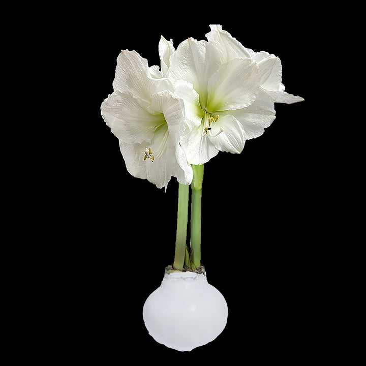 White Flower White Wax Base 36+ 18 Bulbs/Case