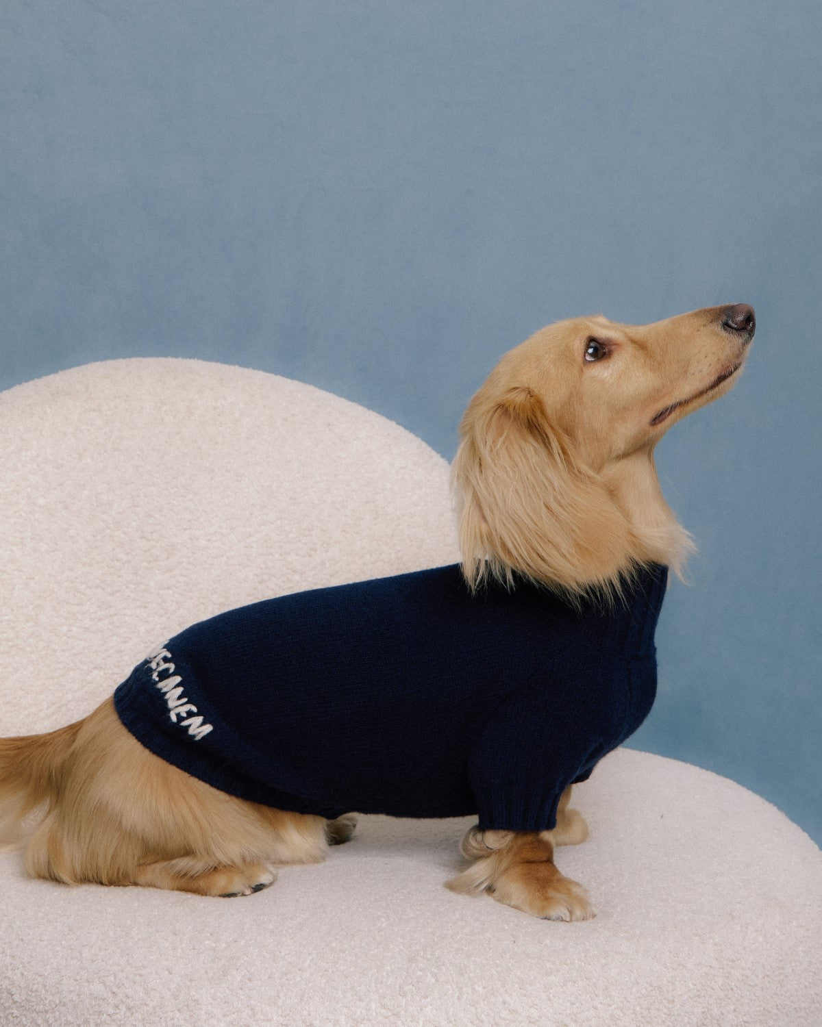 Dachshund dog wearing navy merino knitwear