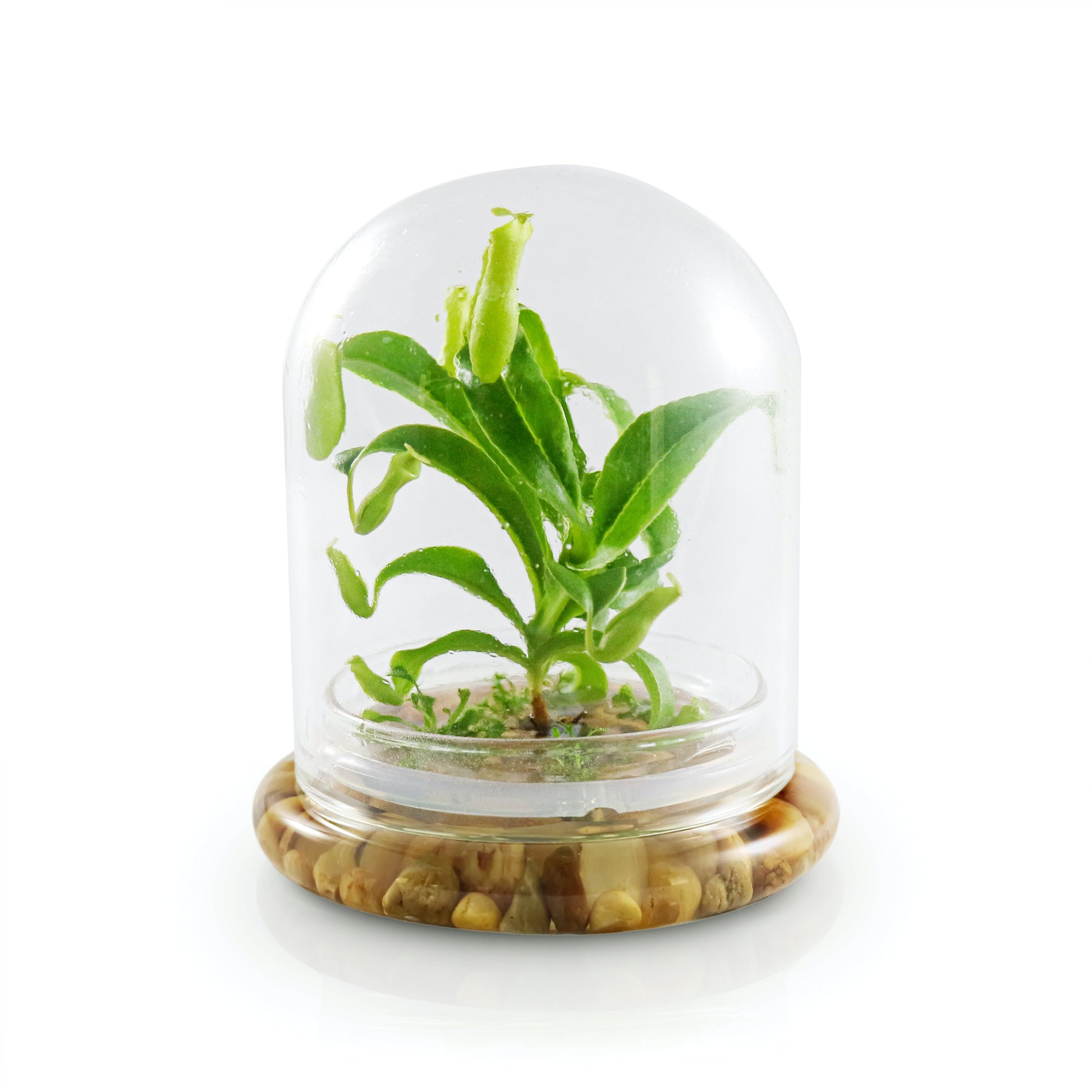 Live Pitcher Plant Terrarium, Nepenthes Tobaica with Moss, Must-have Home Décor - Orchid Gene
