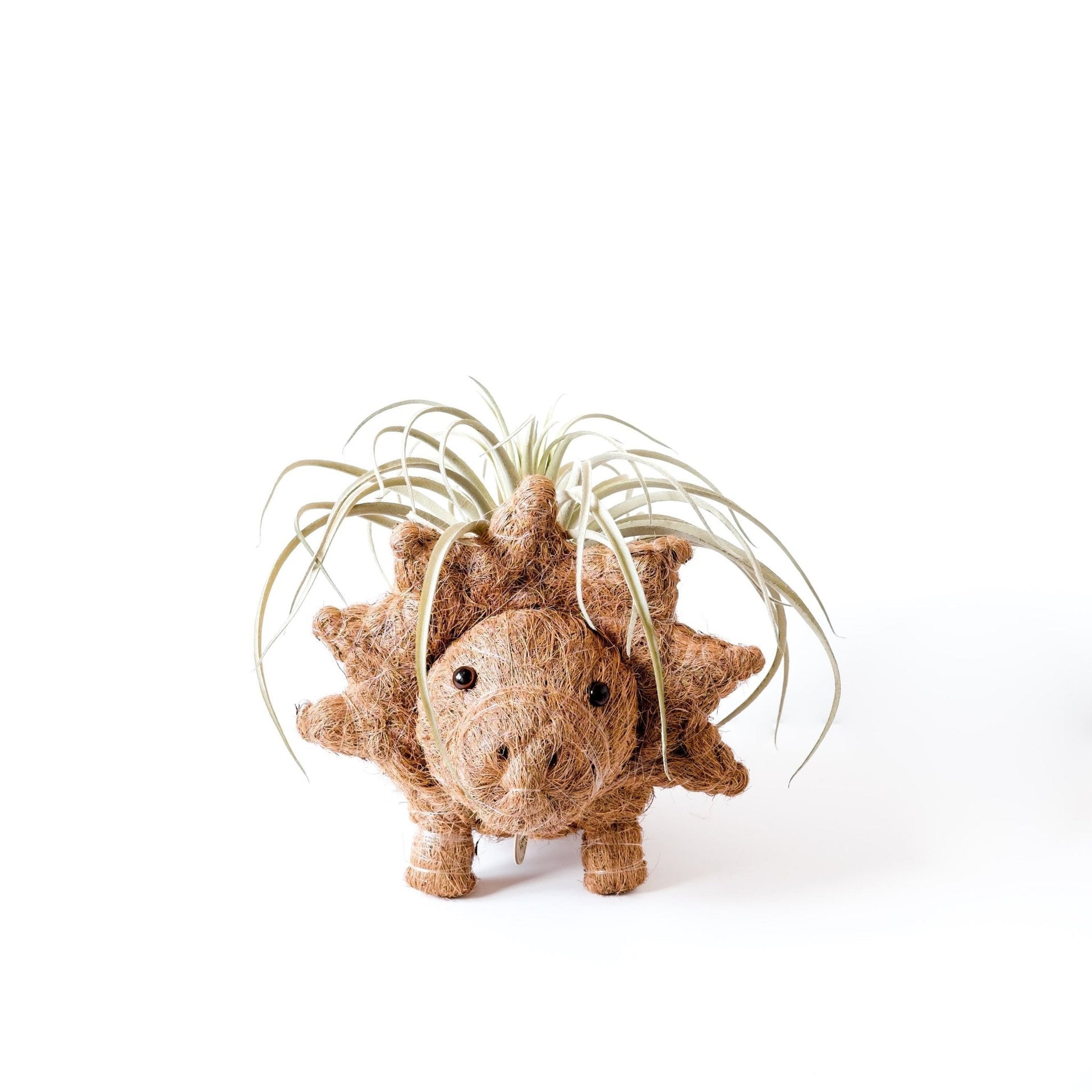 Planters - Triceratops Planter - Coco Coir Pots | LIKHÂ - LIKHÂ