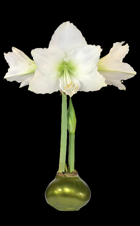 White Flower Olive Lacquer Base 36+ 18 Bulbs/Case