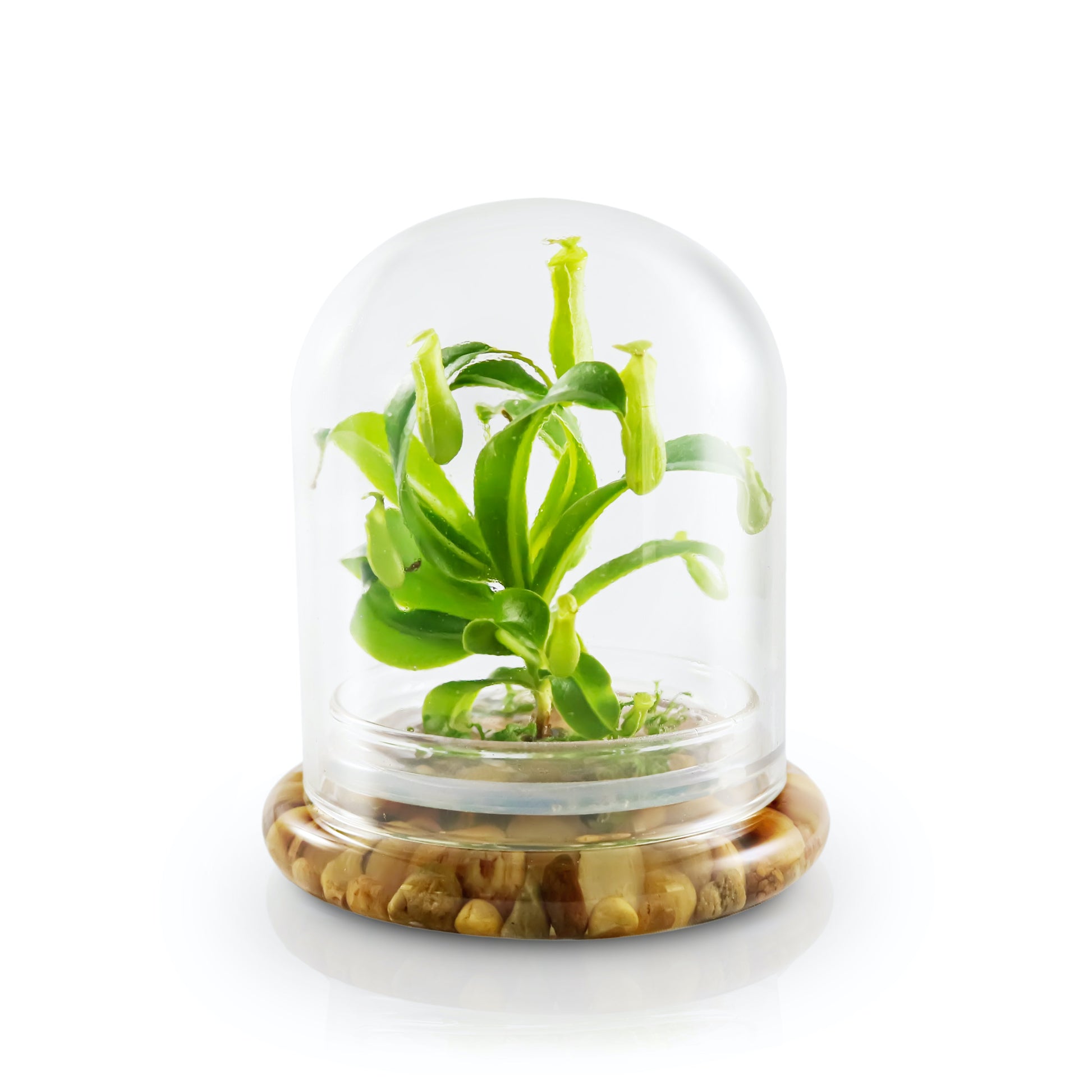Live Pitcher Plant Terrarium, Nepenthes Tobaica with Moss, Must-have Home Décor - Orchid Gene