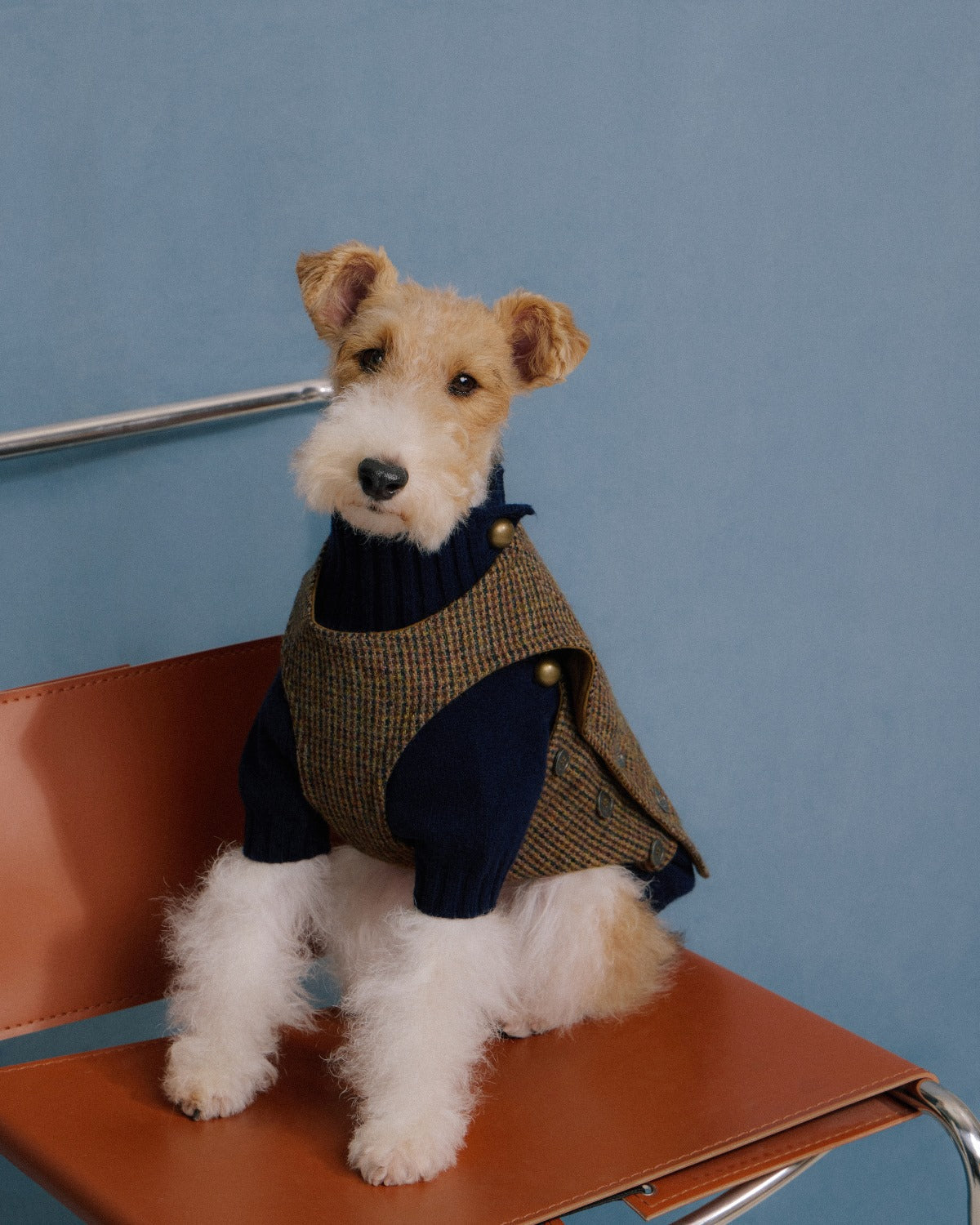 Terrier wearing tweed vest and navy merino knitwear
