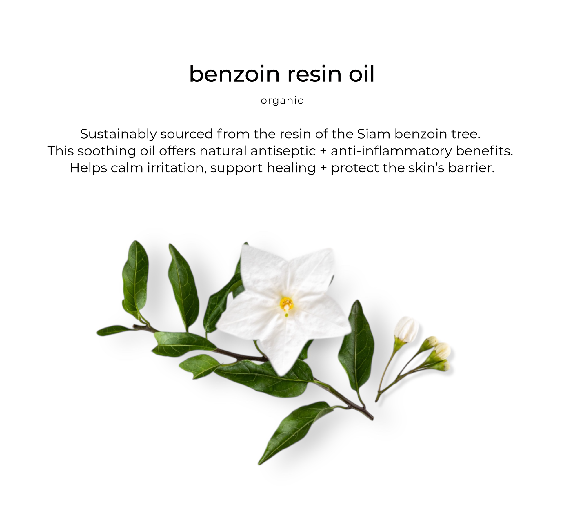 Benzoin resin — key ingredient in Velvet vitashield