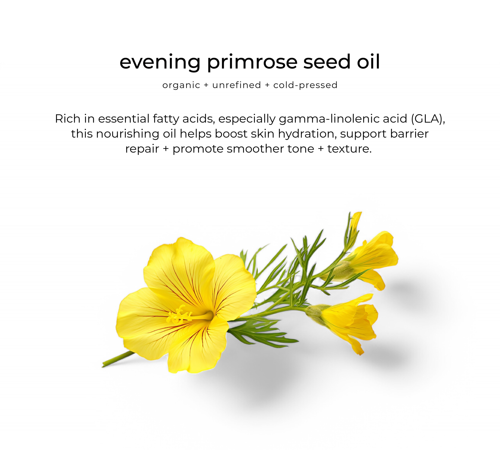 Evening primrose oil — key ingredient in Habitual hydrator