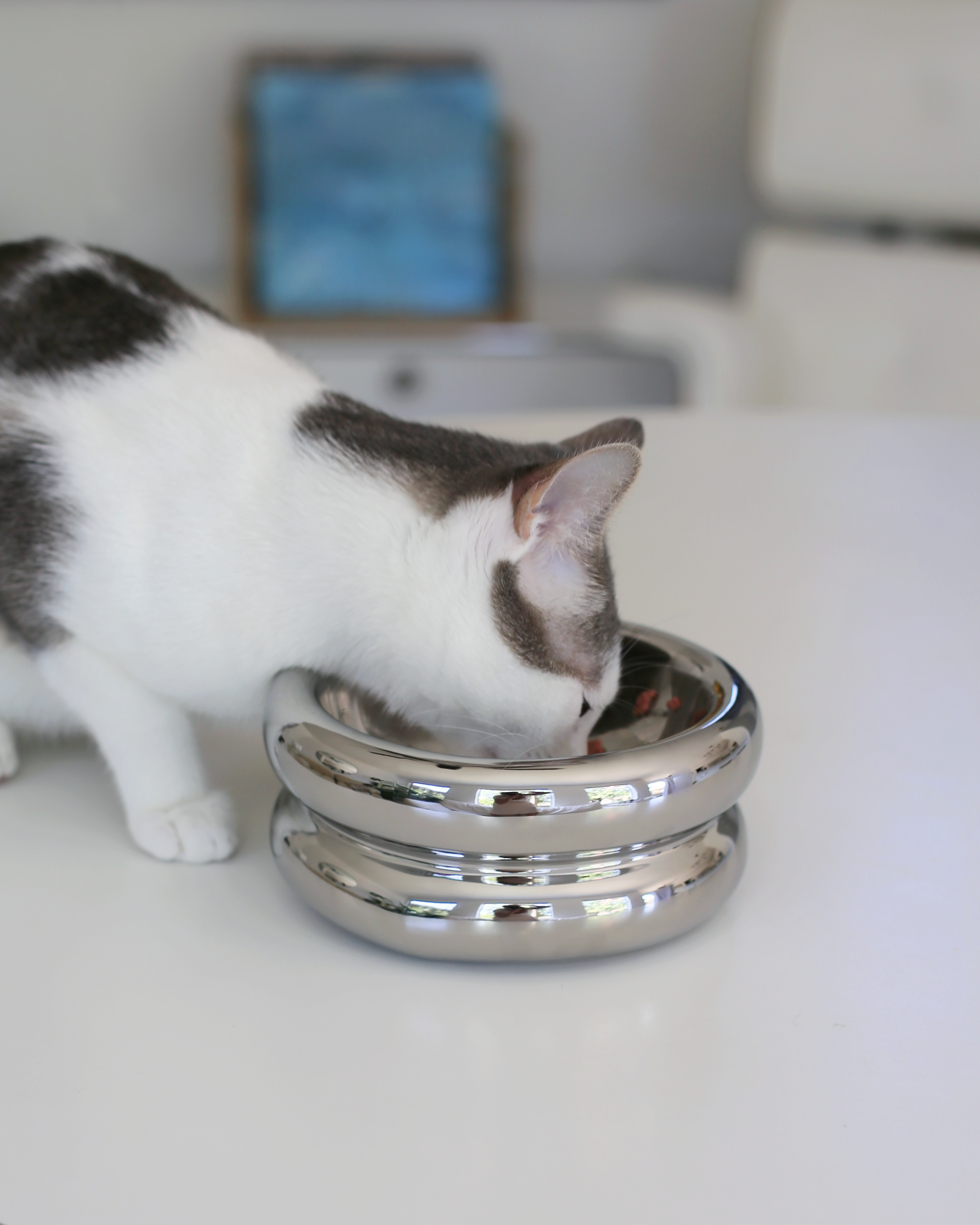 grey and white aesthetic cat eating from chrome best elevated cat bowl by catenary home modern cat furniture brand on white table 