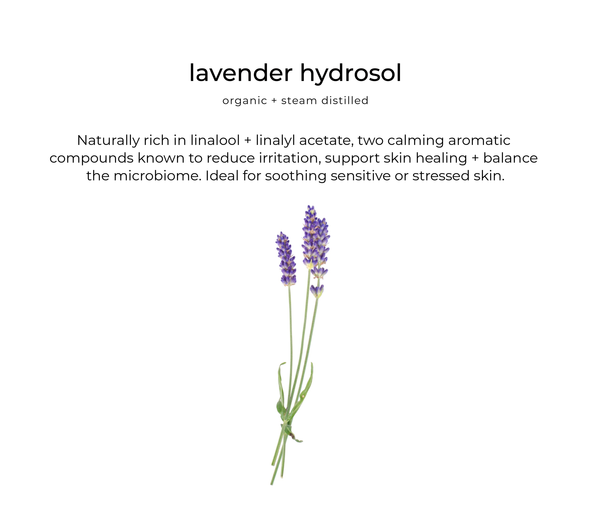 Lavender hydrosol — key ingredient in Habitual hydrator