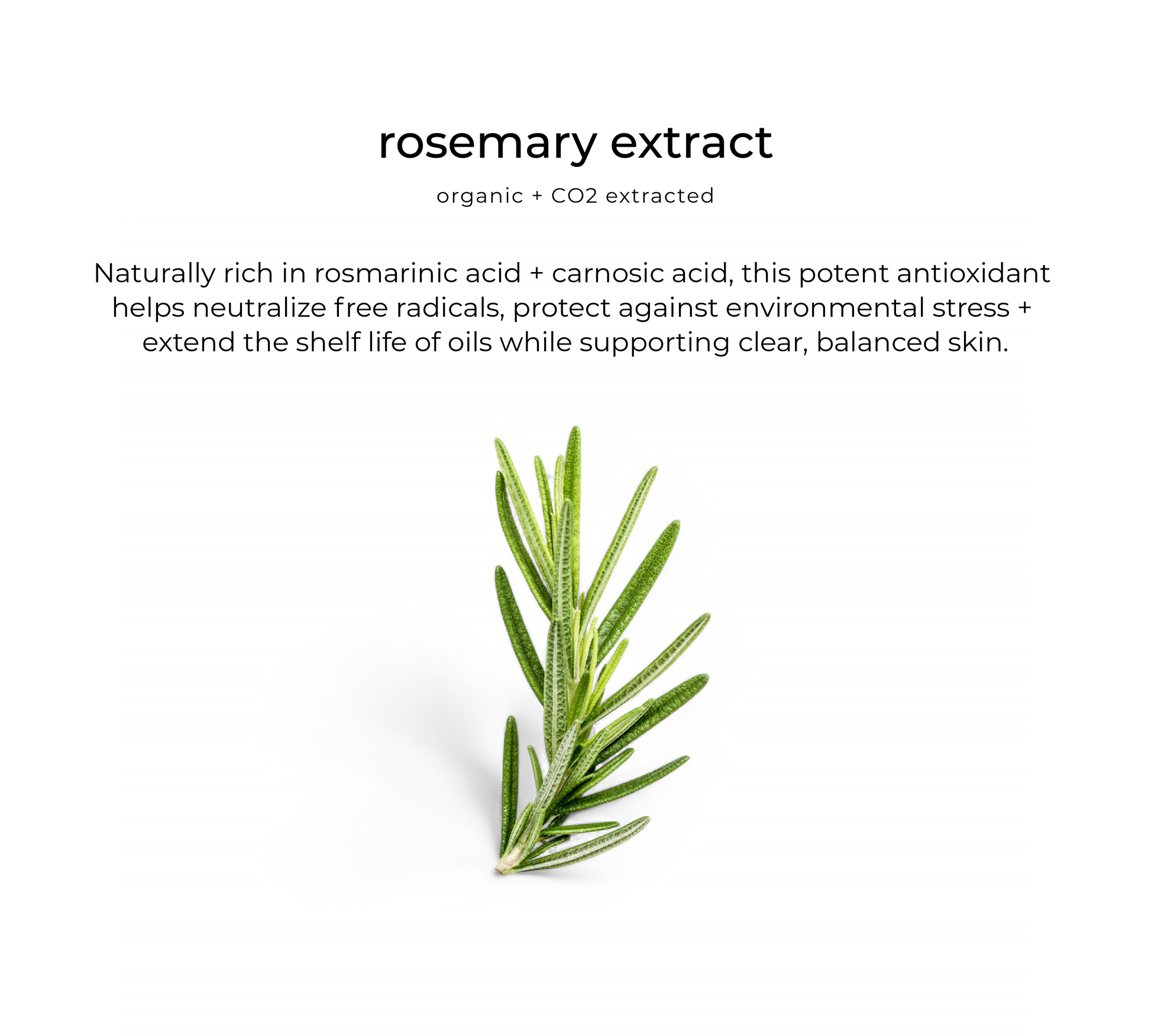 Rosemary — key ingredient in Bright Eyes
