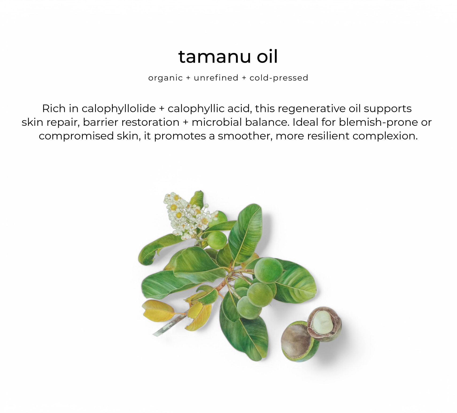 Tamanu oil — key ingredient in Bloom facial oil