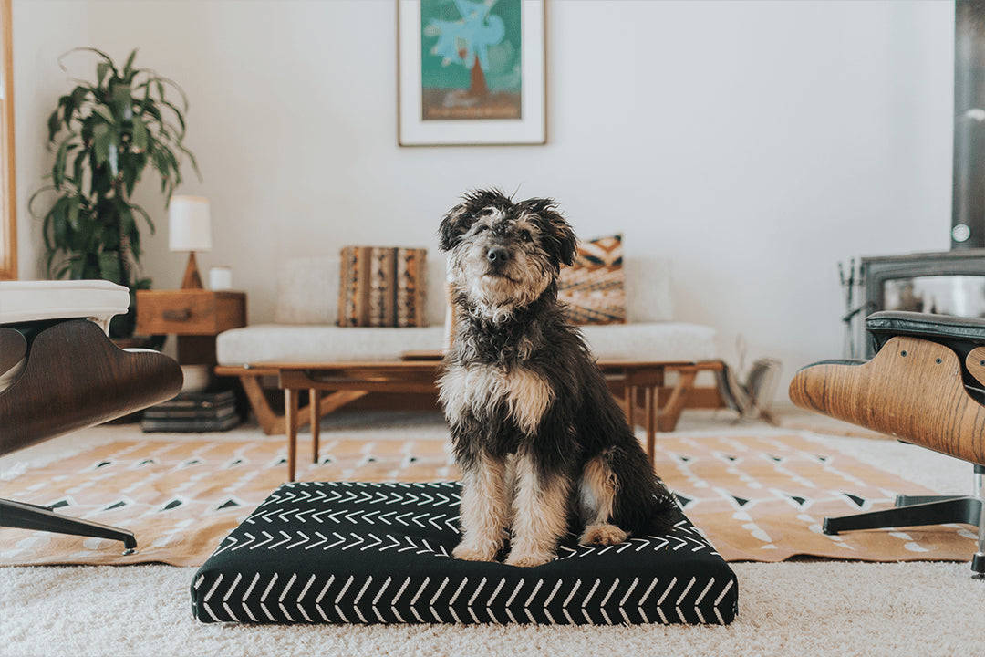 Laylo Pets Boho LAY LO Pets - Black Chevron Boho Dog Bed or Bed Cover Lay Lo Pets