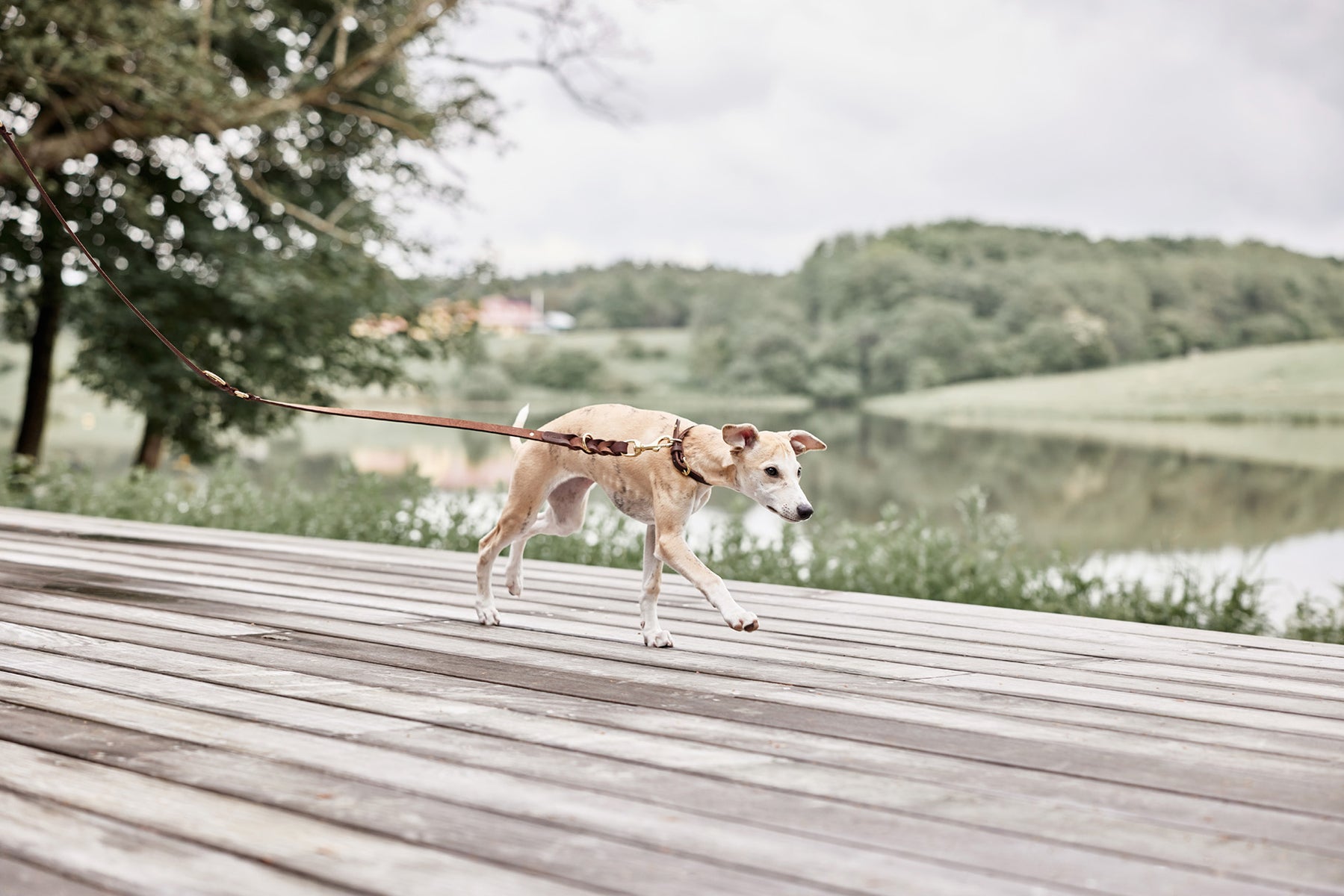Robin Dog Leash Choko 2