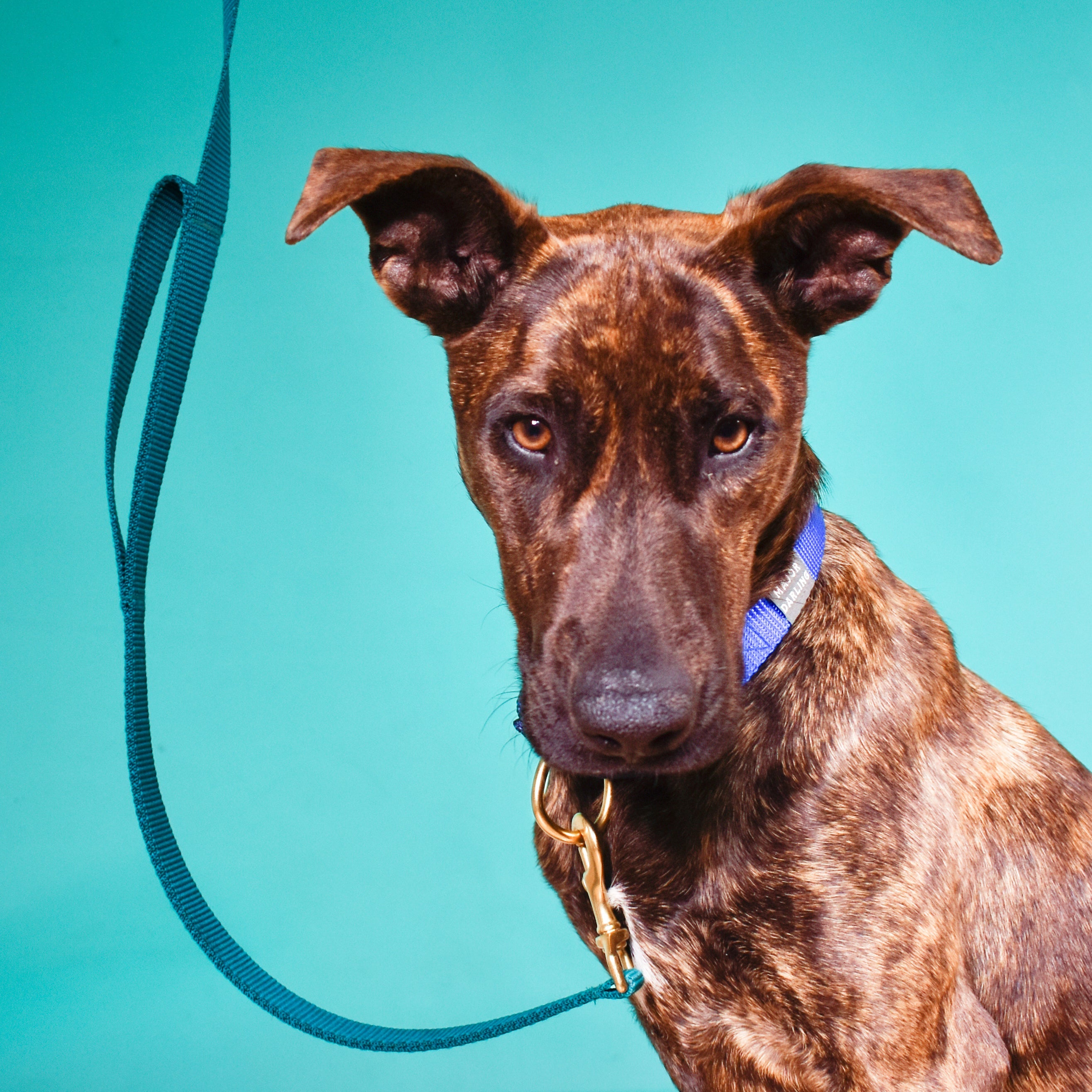 double handle leash / traffic leash - Major Darling