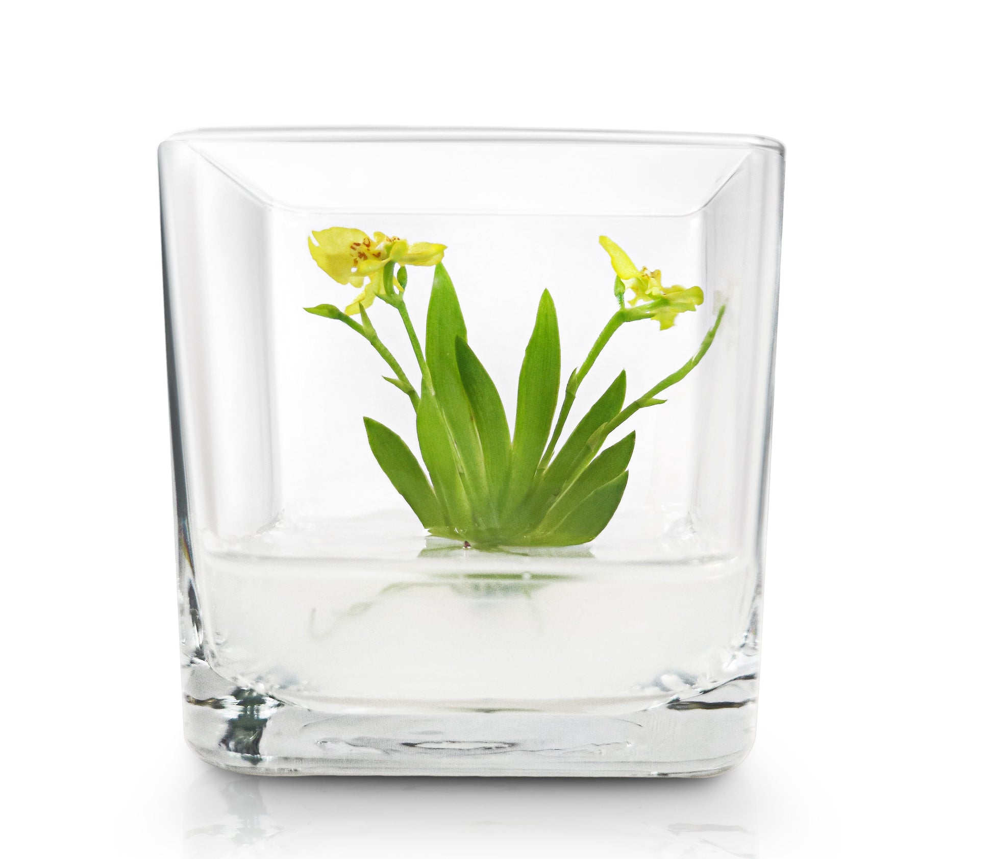 Orchid Bonsai, Psygmorchis Pusilla, Open Pot Design, Beautiful Glass Votive - Orchid Gene