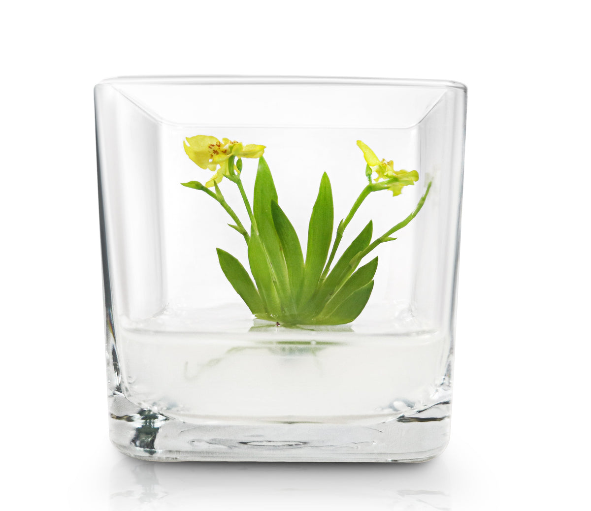 Orchid Bonsai, Psygmorchis Pusilla, Open Pot Design, Beautiful Glass Votive - Orchid Gene