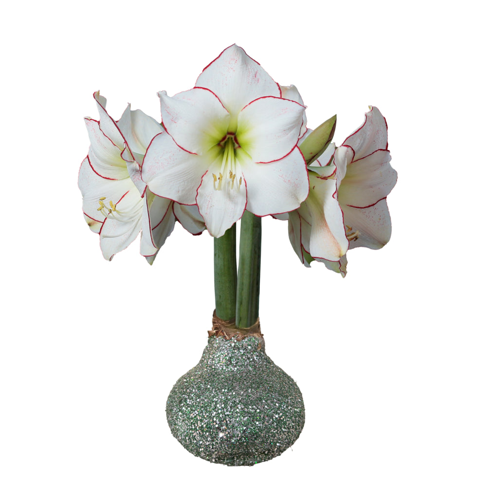 Picasso Sage Green Glitter Base 32+ 18 Bulbs/Case