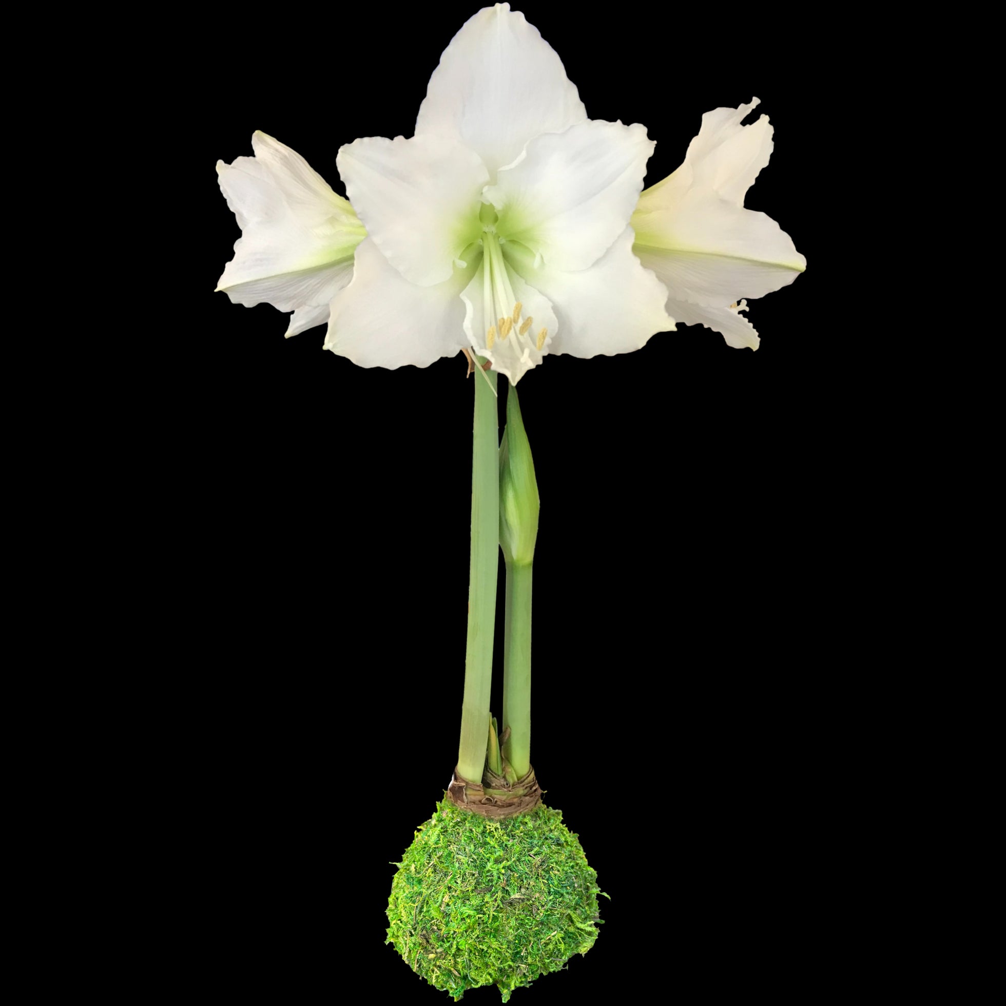 White Flower Moss Base 36+ 18 Bulbs/Case