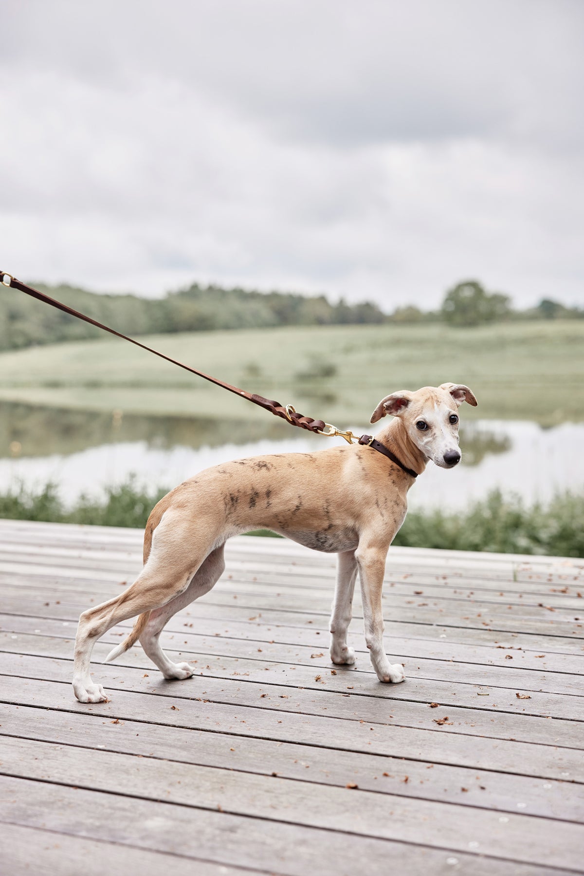 Robin Dog Collar Choko 9