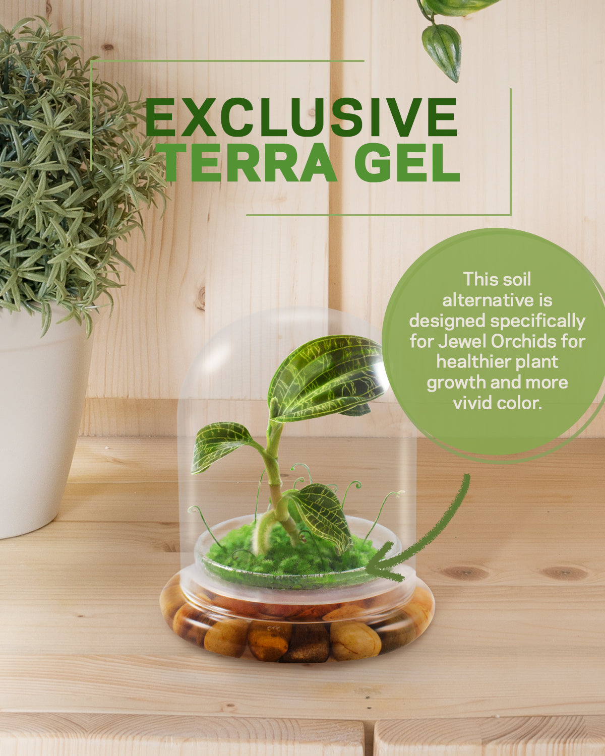 Jewel Orchid Terrarium, Macodes Petola, Great Unique Gift, 100% Growth Guarantee - Orchid Gene