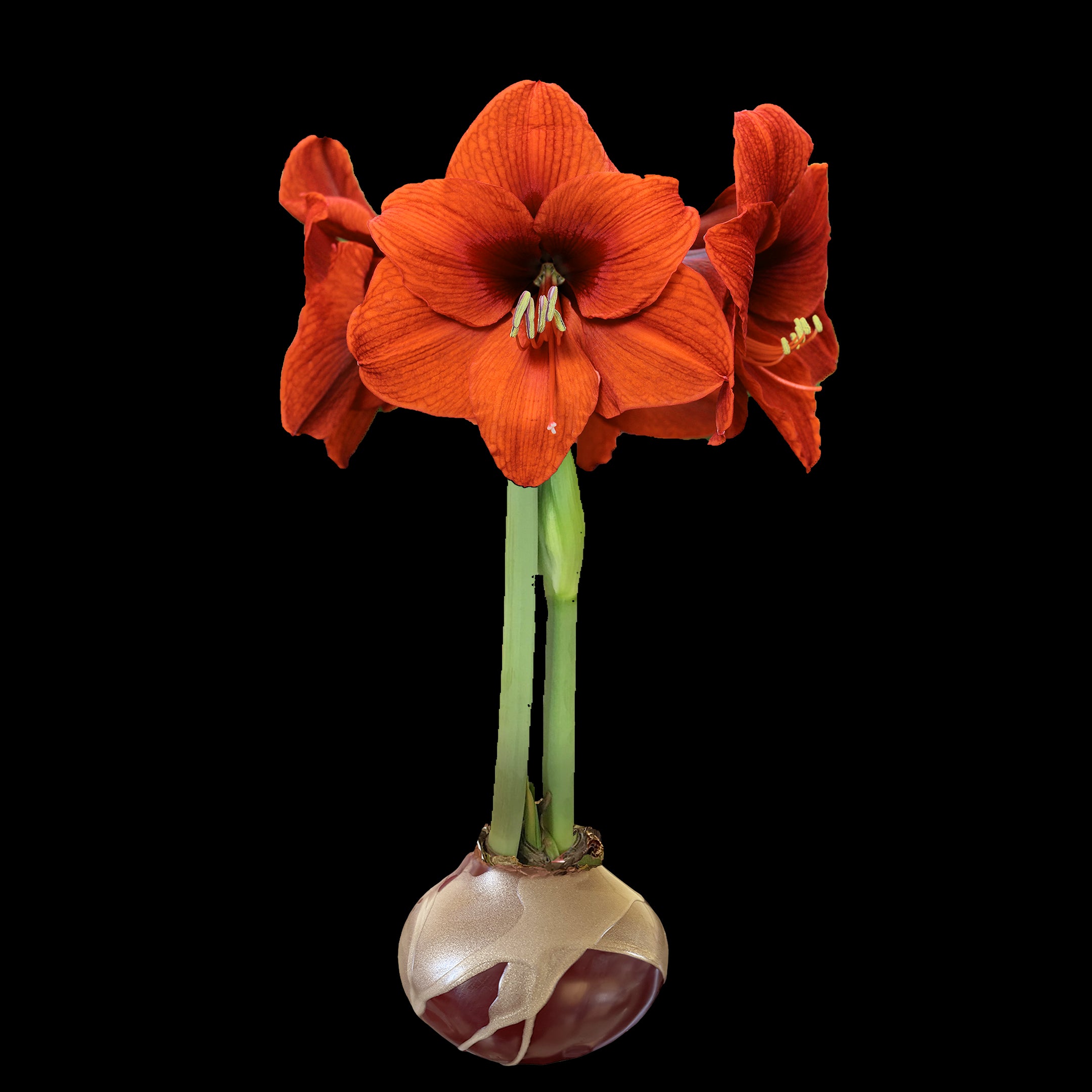 Orange Flower Burgundy Wax Gold Wax Splatter 36+ 18 Bulbs
