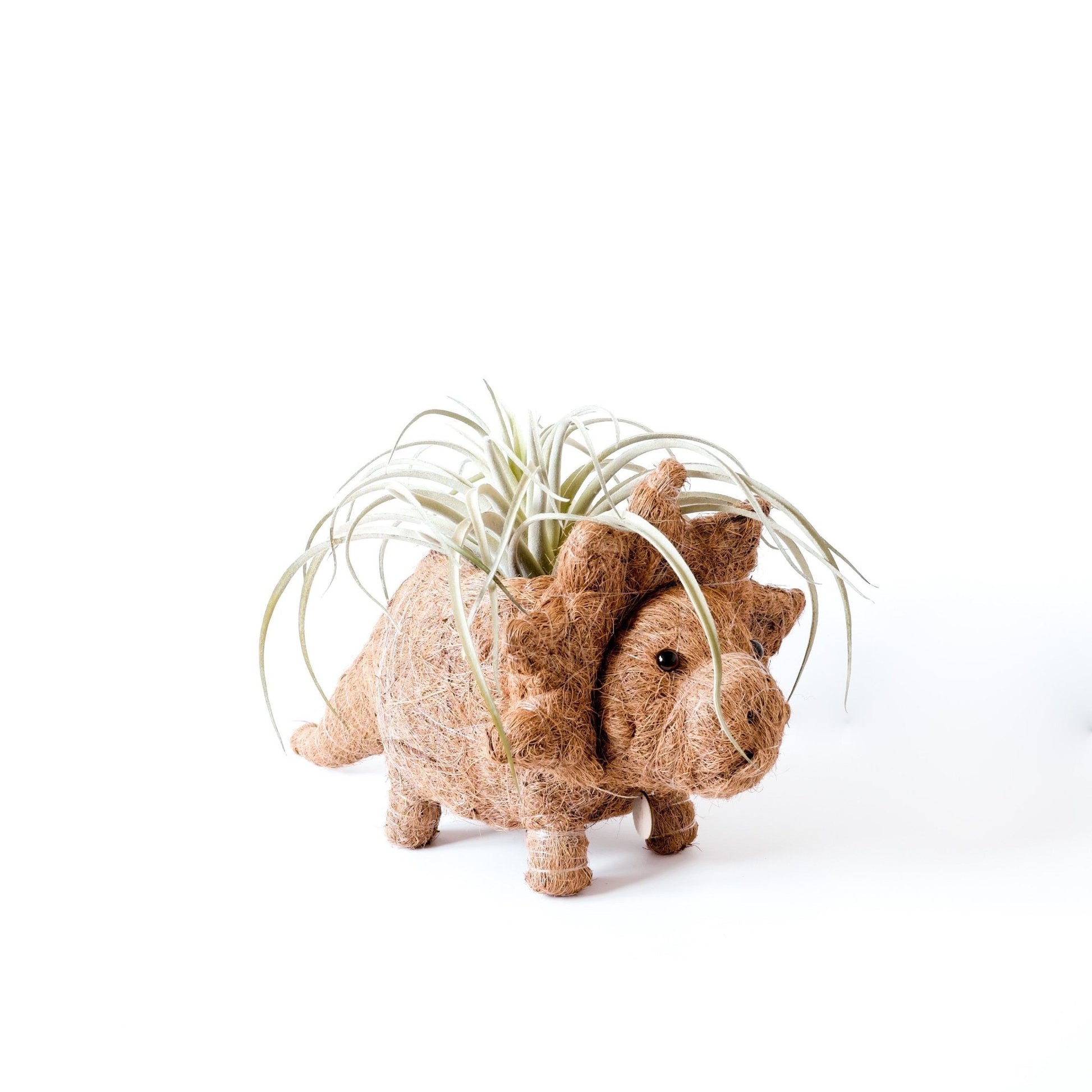 Planters - Triceratops Planter - Coco Coir Pots | LIKHÂ - LIKHÂ
