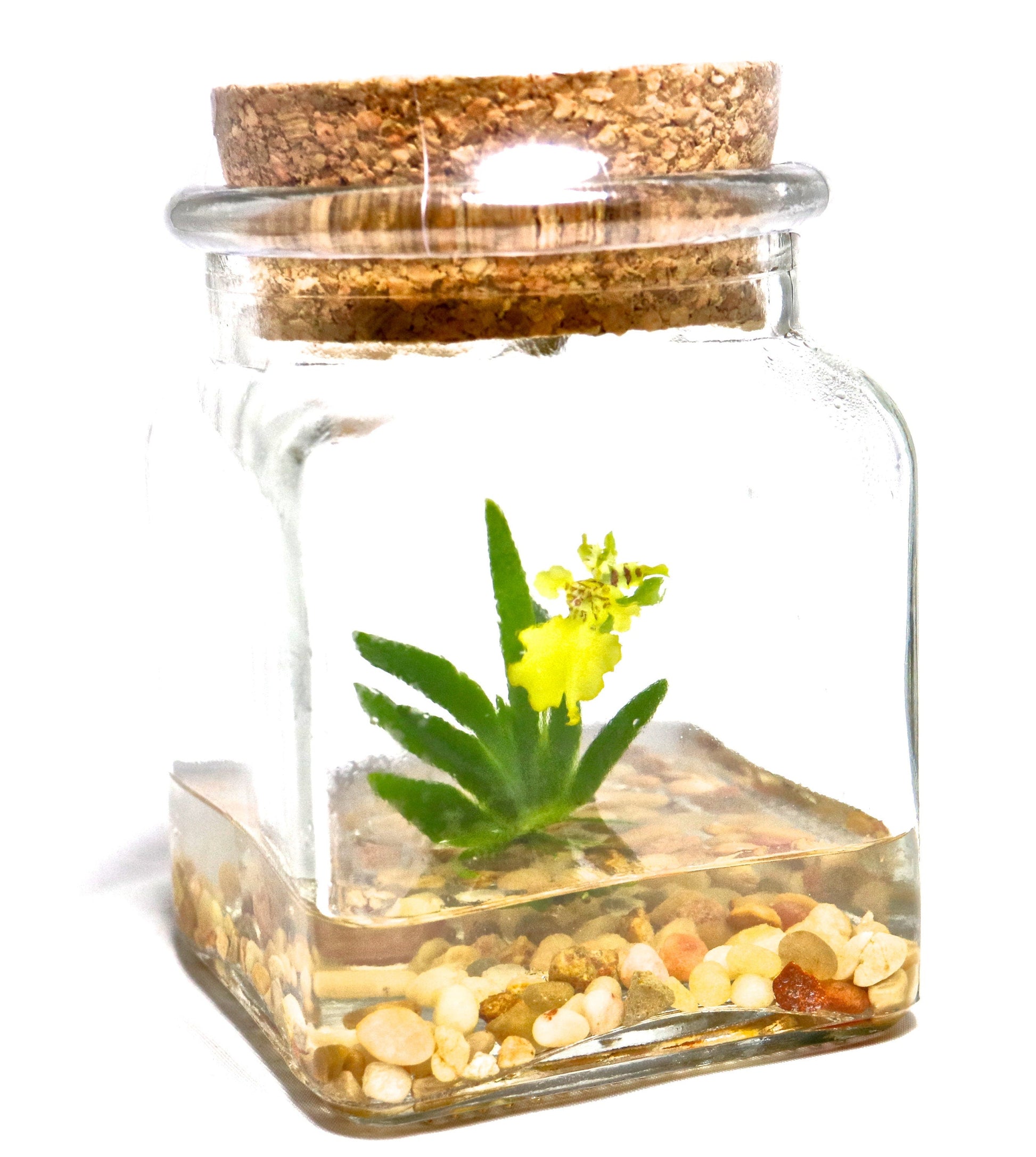 Orchid Terrarium-Miniature orchid/Glass Terrarium/Indoor Garden/Office desk/Live plants/Gift for Her/Wedding Favor/Bridesmaid/Anniversary - Orchid Gene