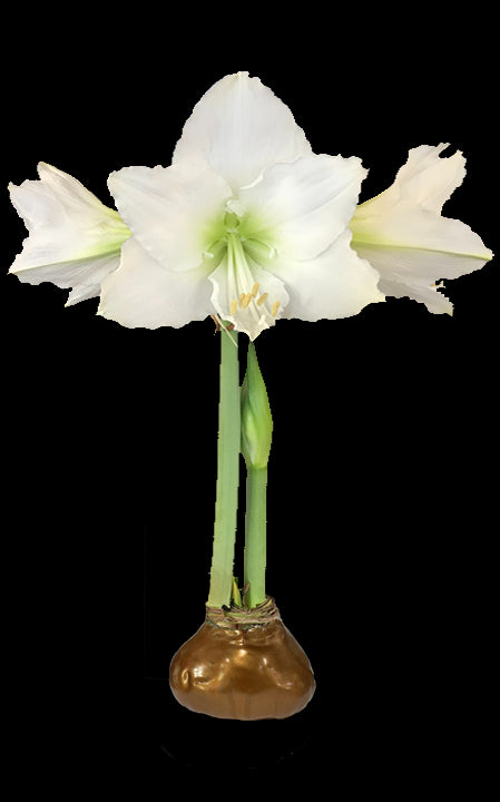 White Flower Copper Lacquer Base 36+ 18 Bulbs/Case
