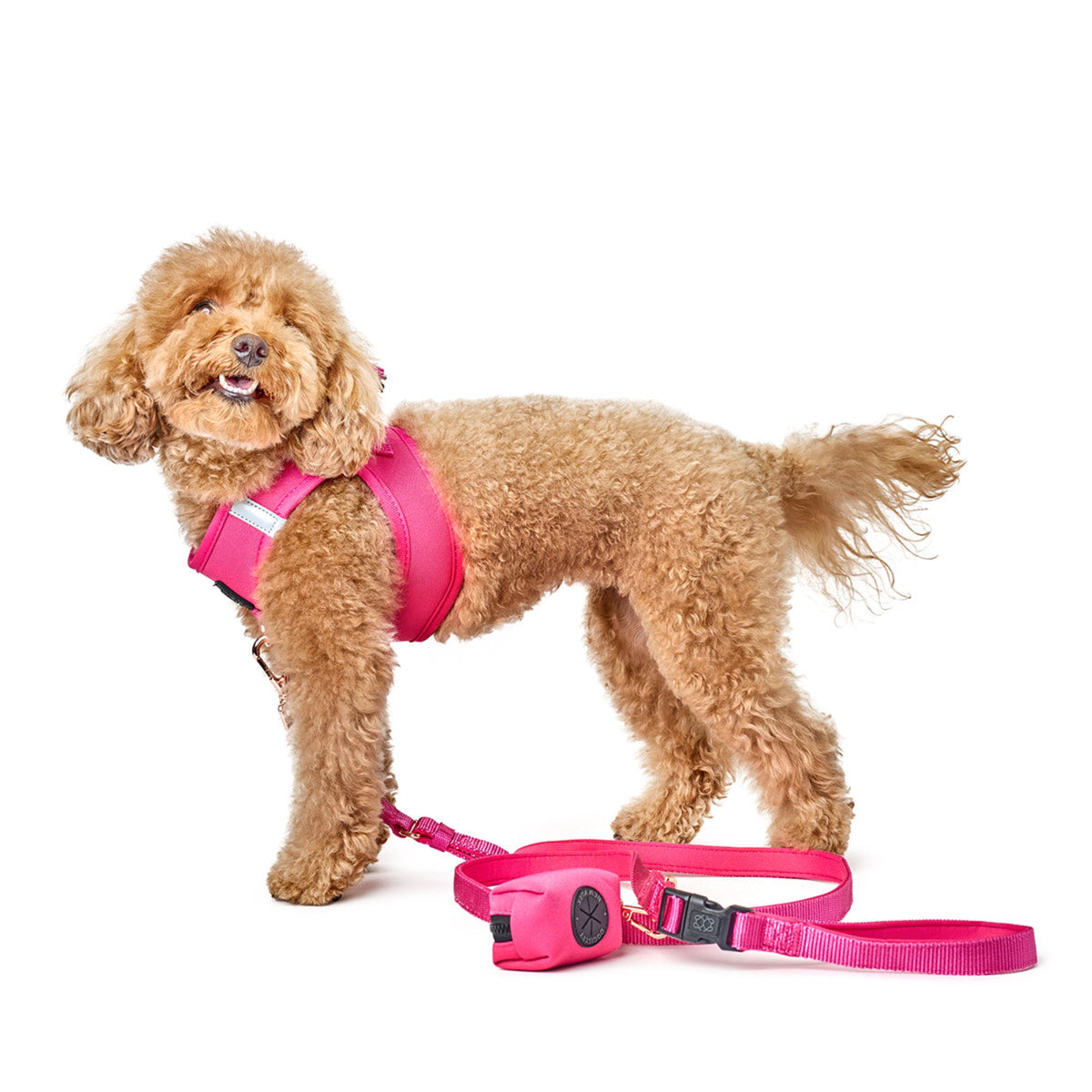 designer dog leashes and collars, designer dog collar and leash, pet accessories designer, fancy harness for dogs, luxury dog harness, fancy dog stuff, pet accessories designer, stylish dog leash
