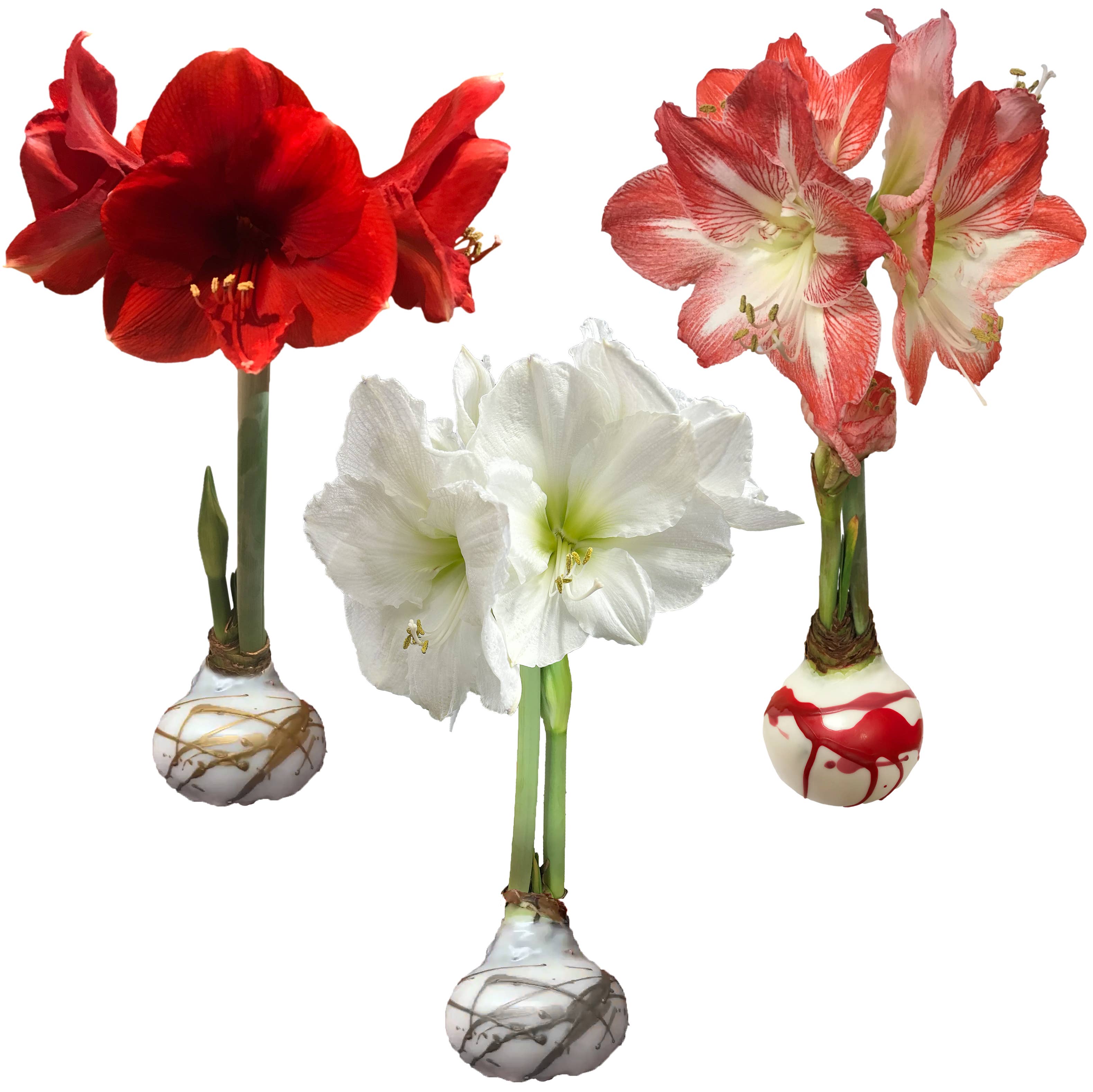 Mixed Case Splatter Wax Bulbs 18/Case