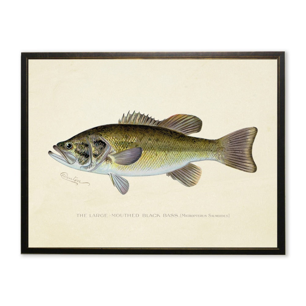 Large-Mouthed Black Bass Print in Copper and Black Frame