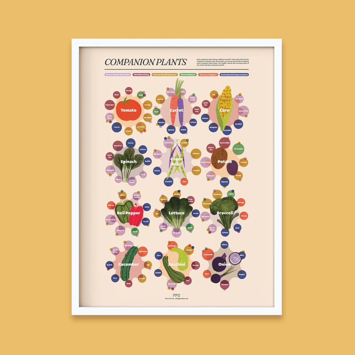 Companion Plants Illustrated Infographic Print - white frame