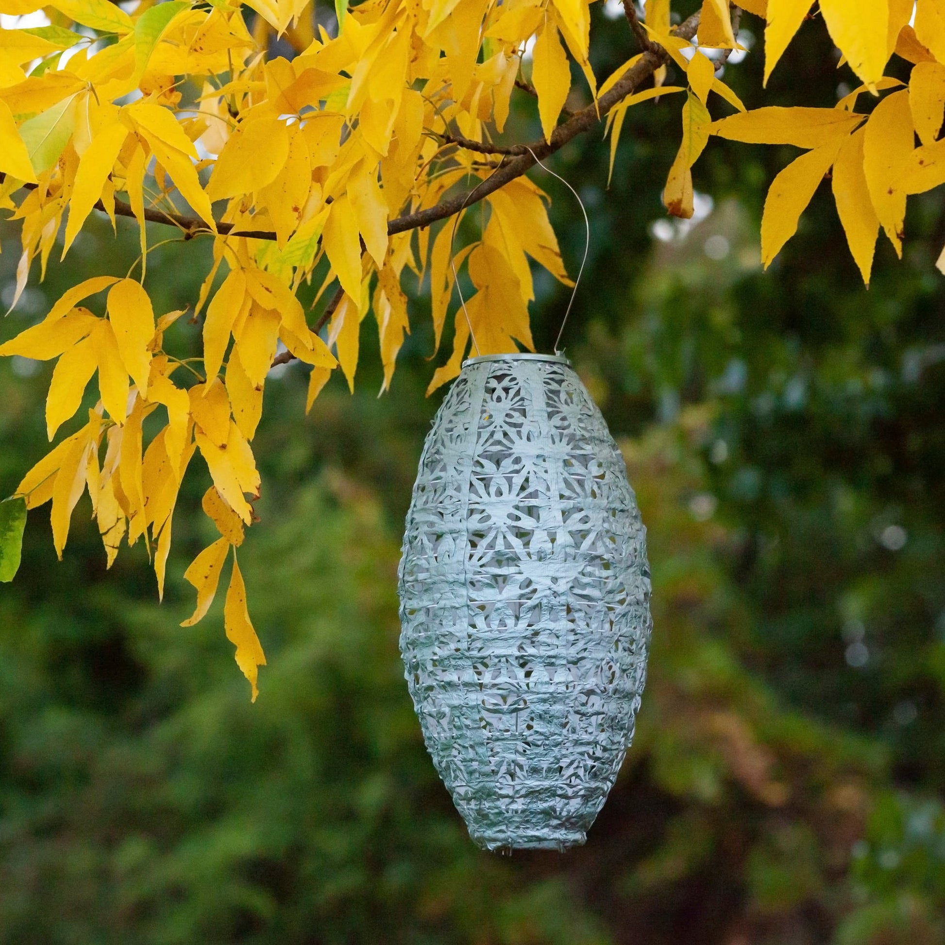 Stella Wildflower Pod Sage in tree