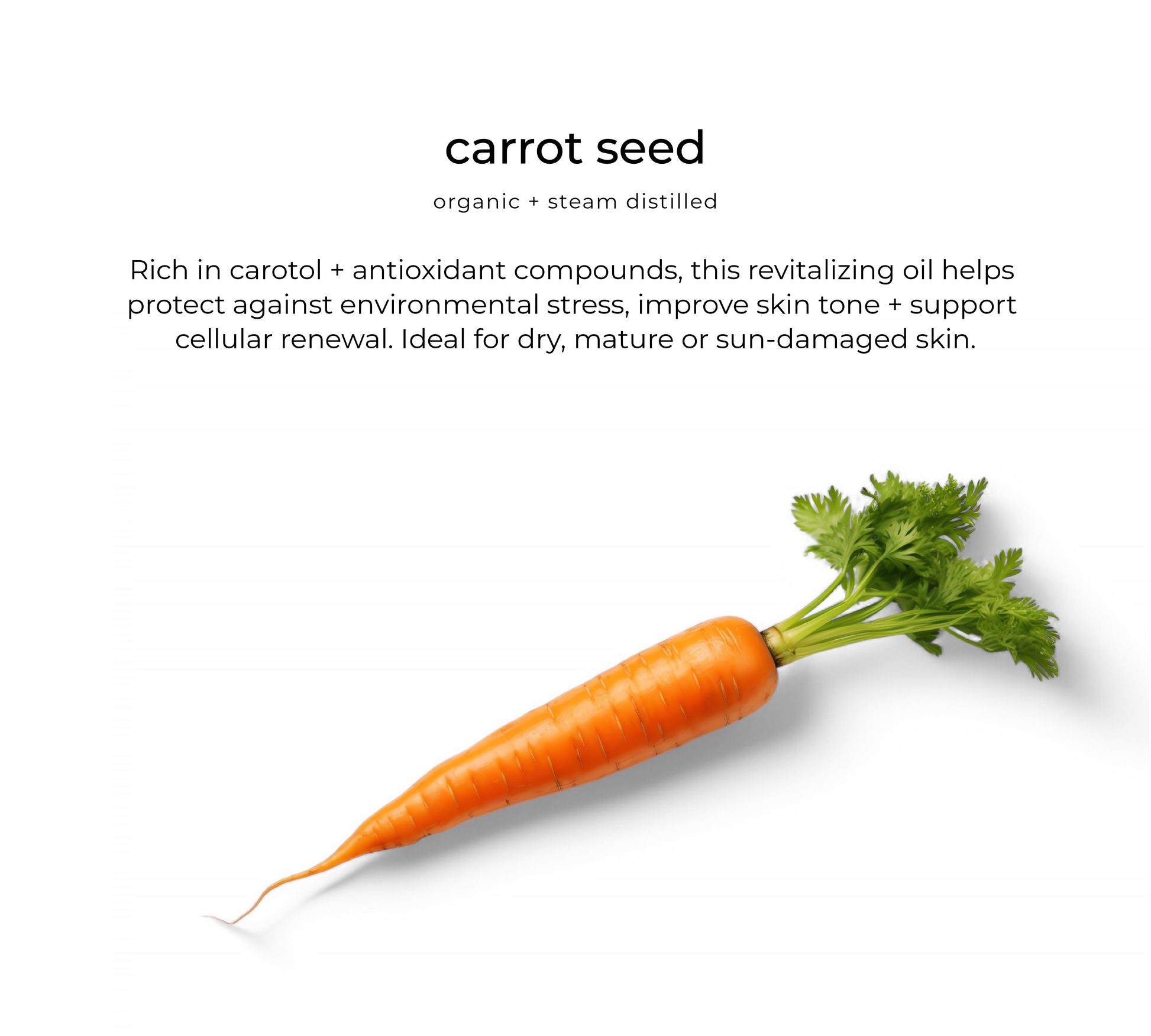 Carrot seed oil — key ingredient in Youglow elixir