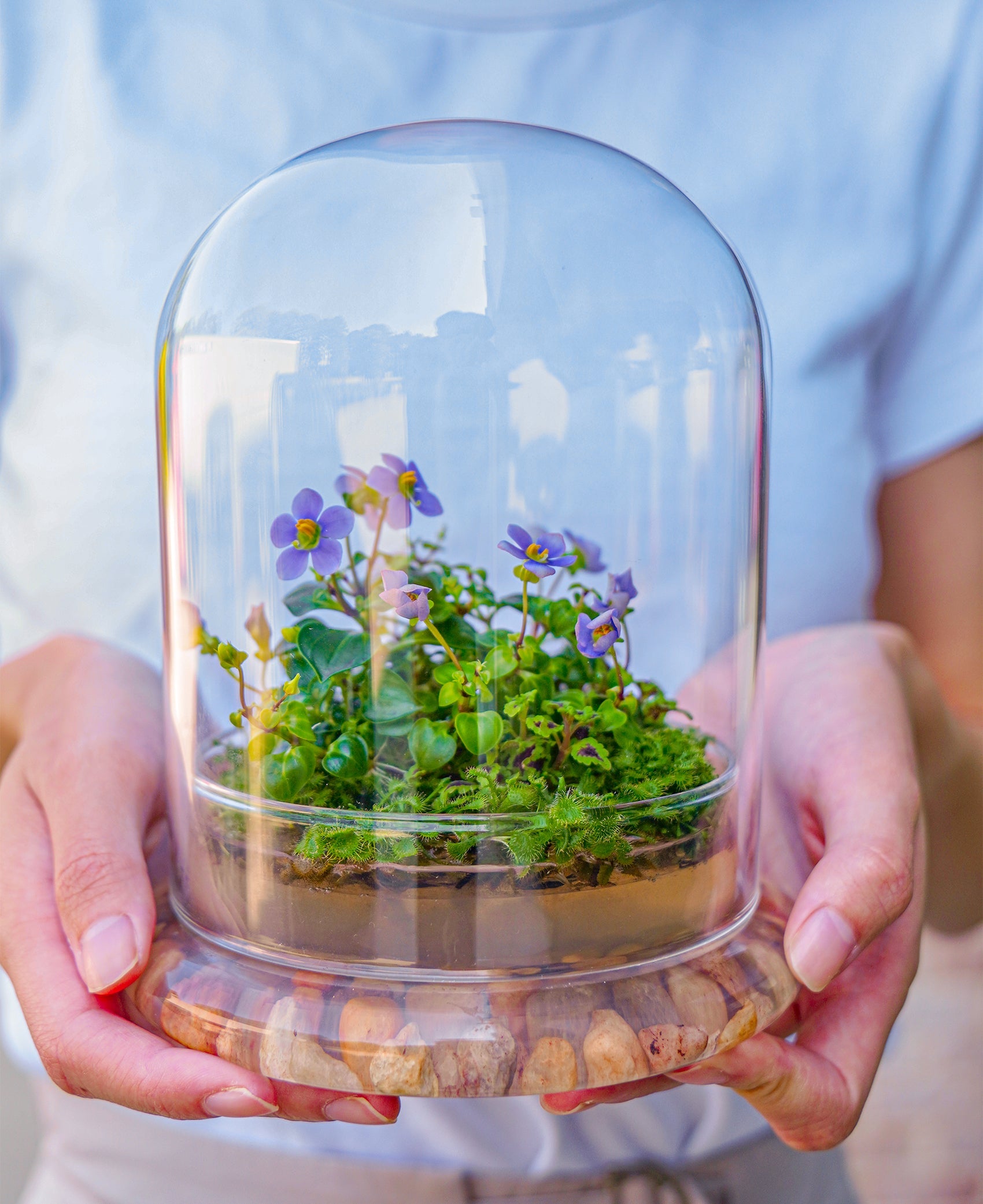 Bloomify Persian Violet lived in Terrarium Jar, real plants, a small oasis of greenery in the city, easy to grow and requiring minimal care, is a source of happiness in the home - Orchid Gene