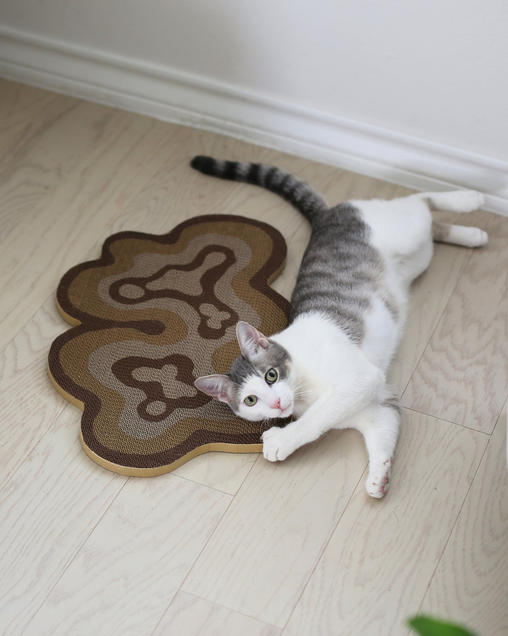 grey and white aesthetic cat with modern cat scratcher and corrugated cardboard cat scratch pad by catenary home modern cat furniture company