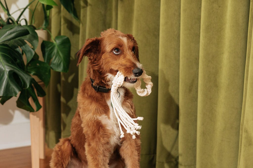LAY LO Pets Macrame Rope Dog Toys: 2-Pack Lay Lo Pets, macrame dog toy, 
