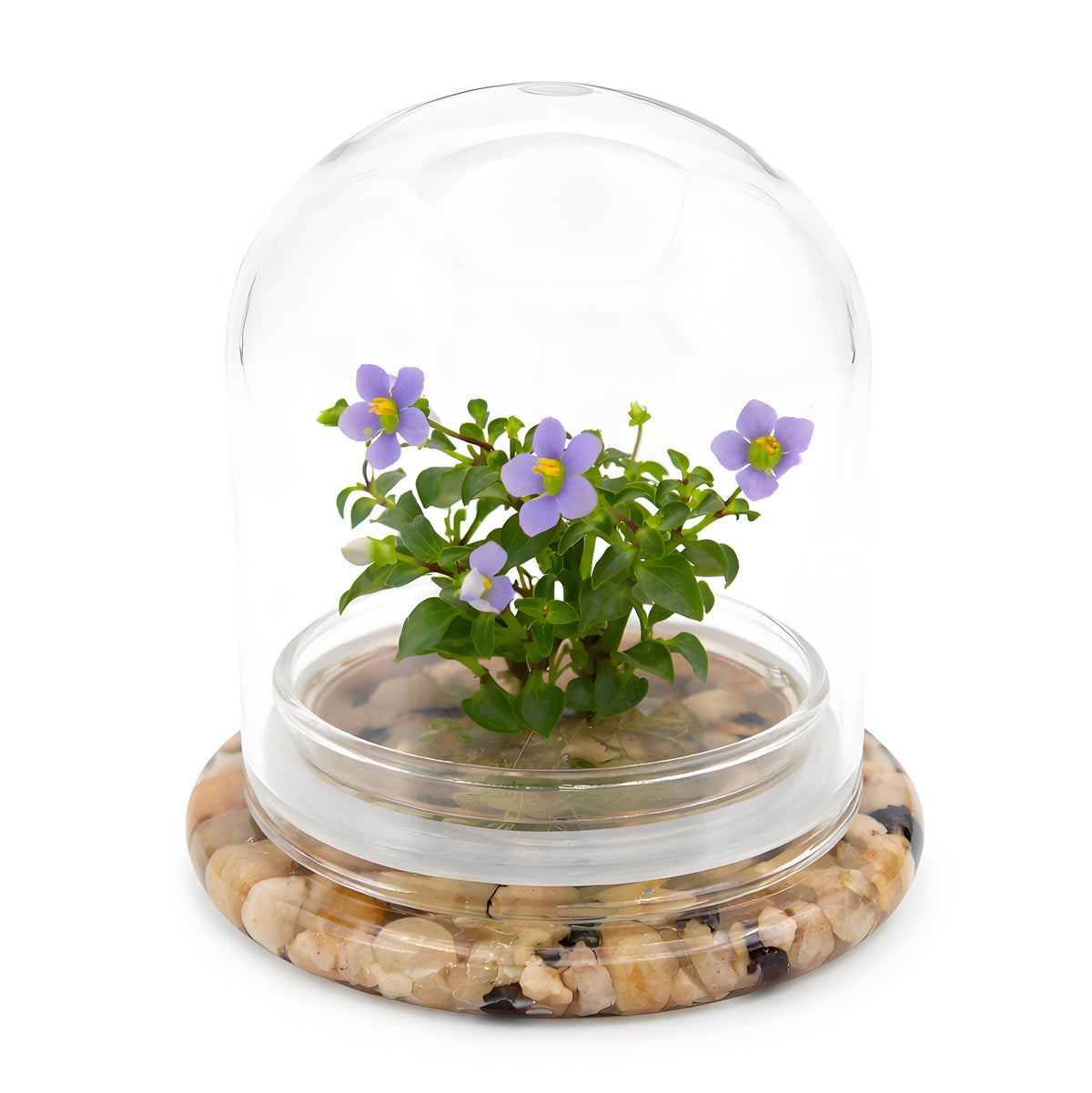 Persian Violet Terrarium