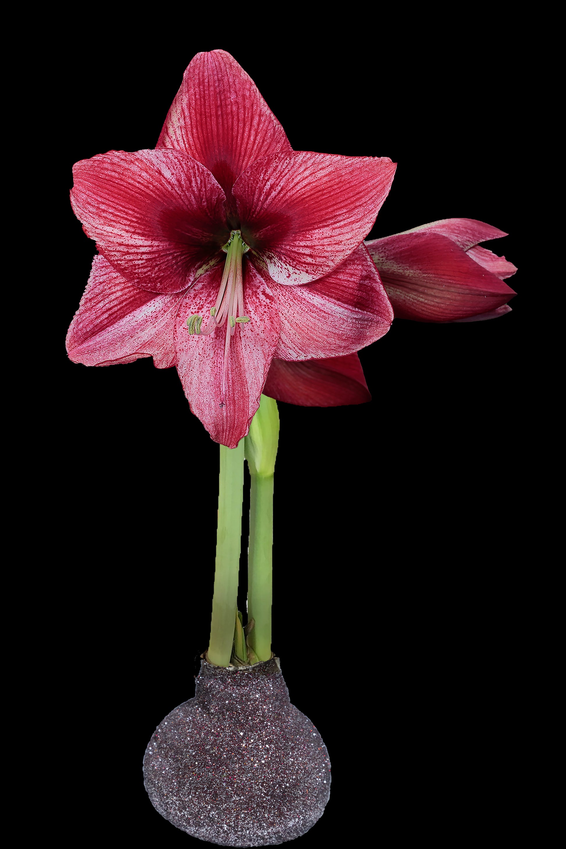 Revelation Silver/Red Glitter Base 36+ 18 Bulbs/Case