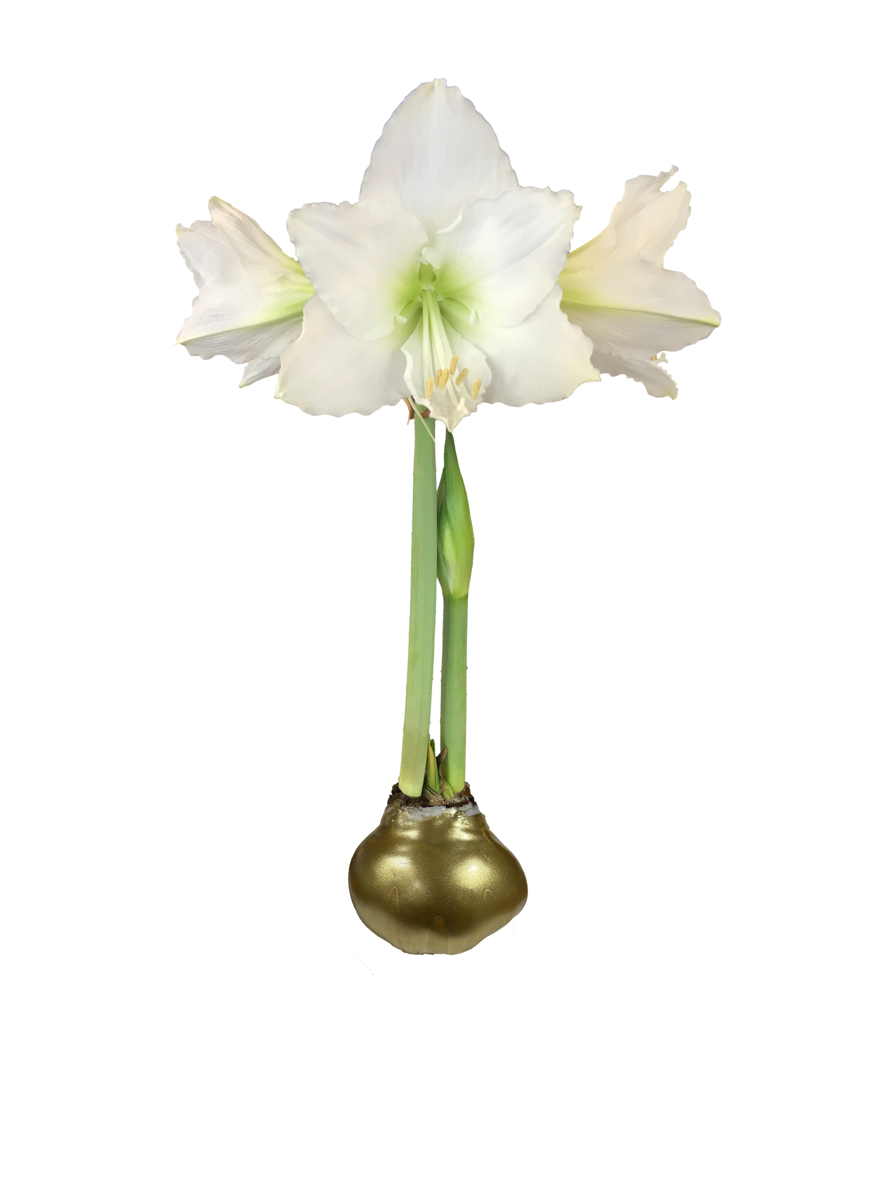 White Flower Gold Lacquer 36+ 18 Bulbs/Crate