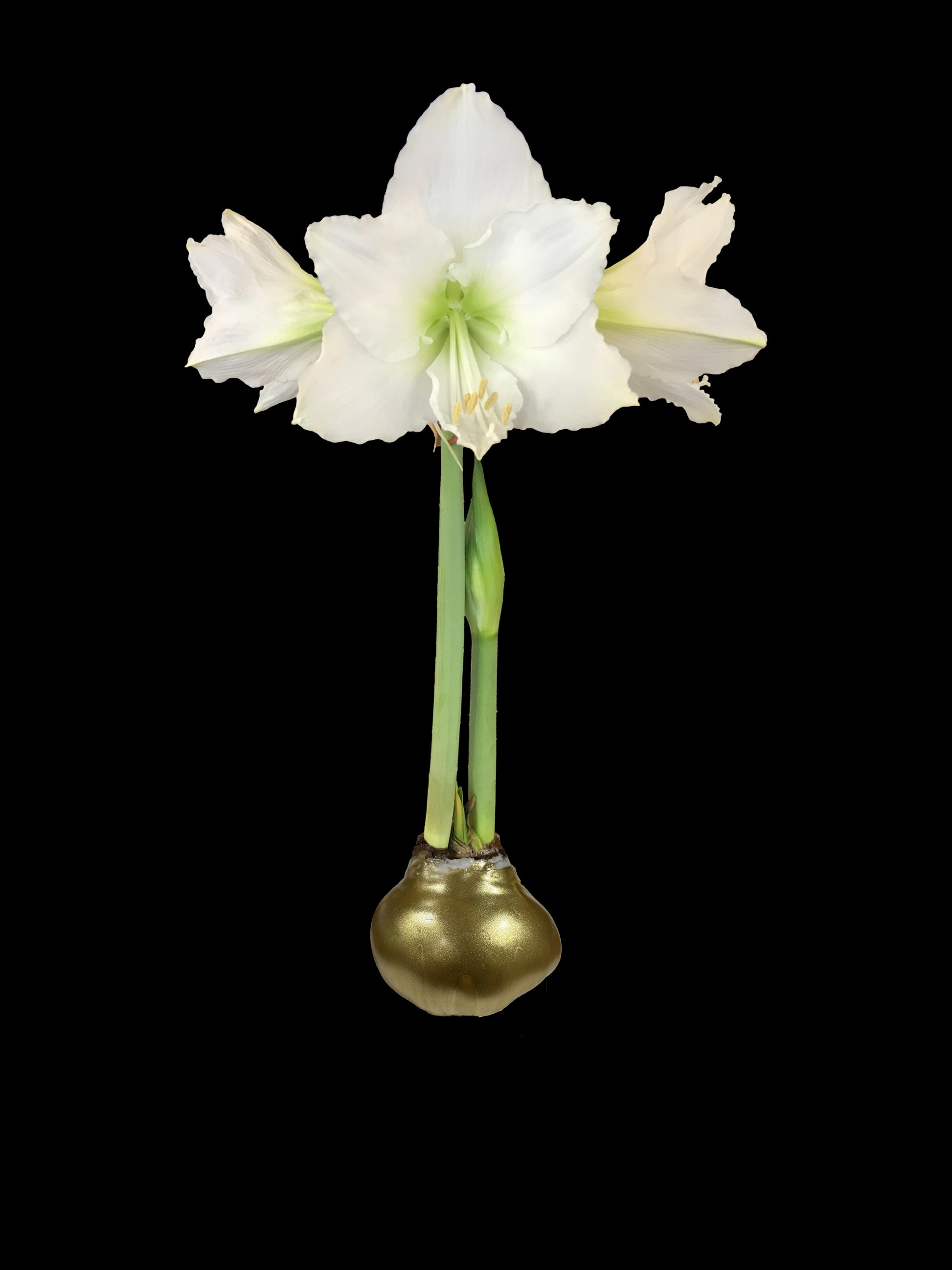 White Flower Gold Lacquer 36+ 18 Bulbs/Crate
