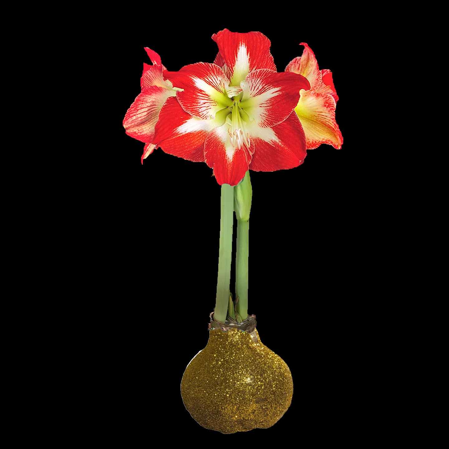 Minerva Gold Glitter Base 36+ Case of 18