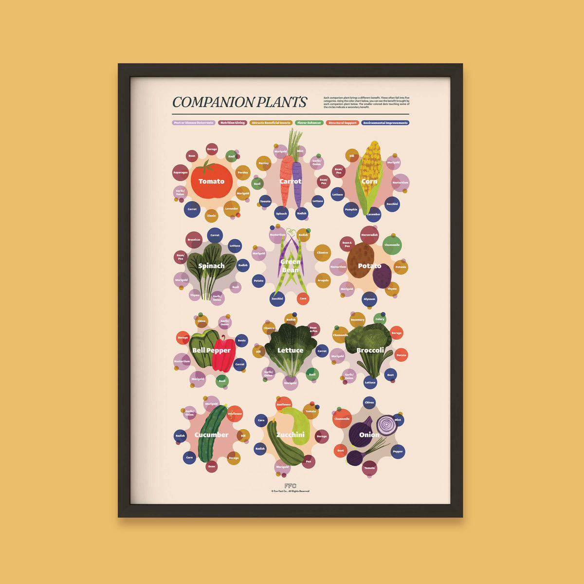 Companion Plants Illustrated Infographic Print - black frame